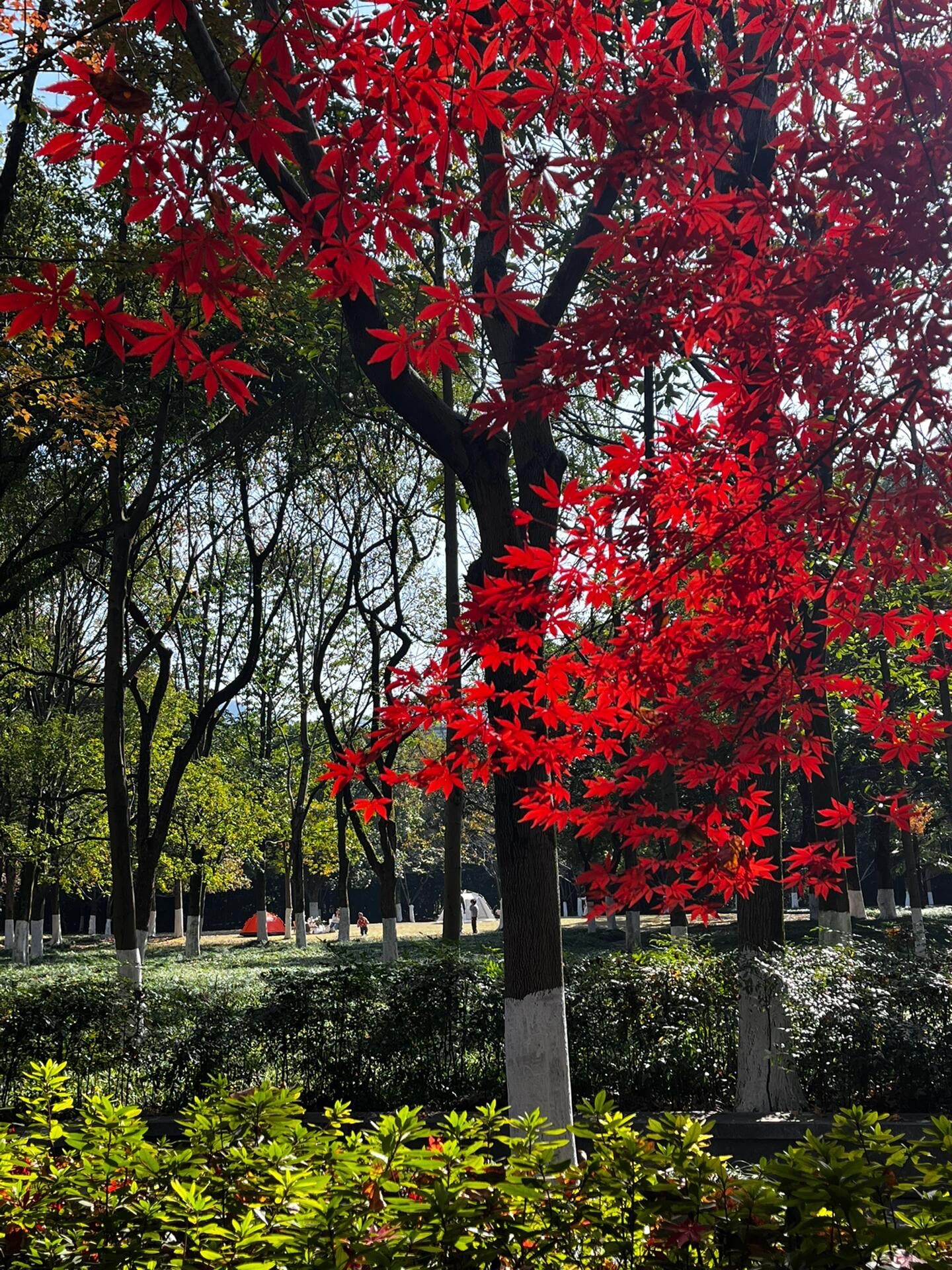 杭州城西休闲公园旅行图片 3