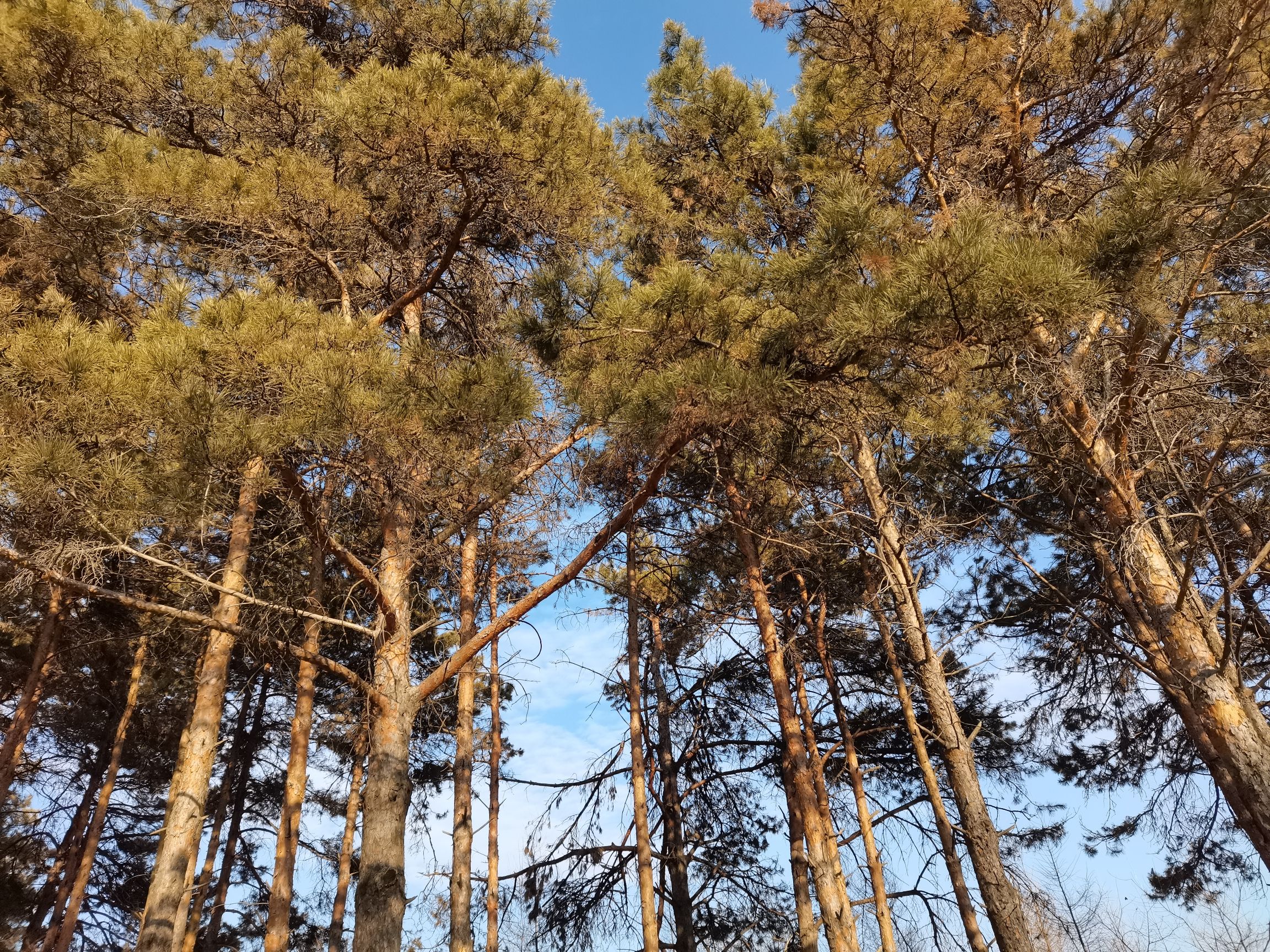 长征郊野公园旅行图片 2
