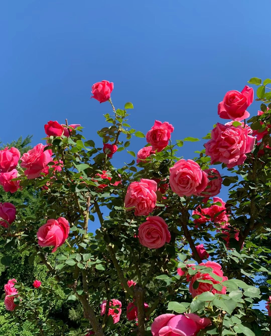 花溪谷旅行图片 2