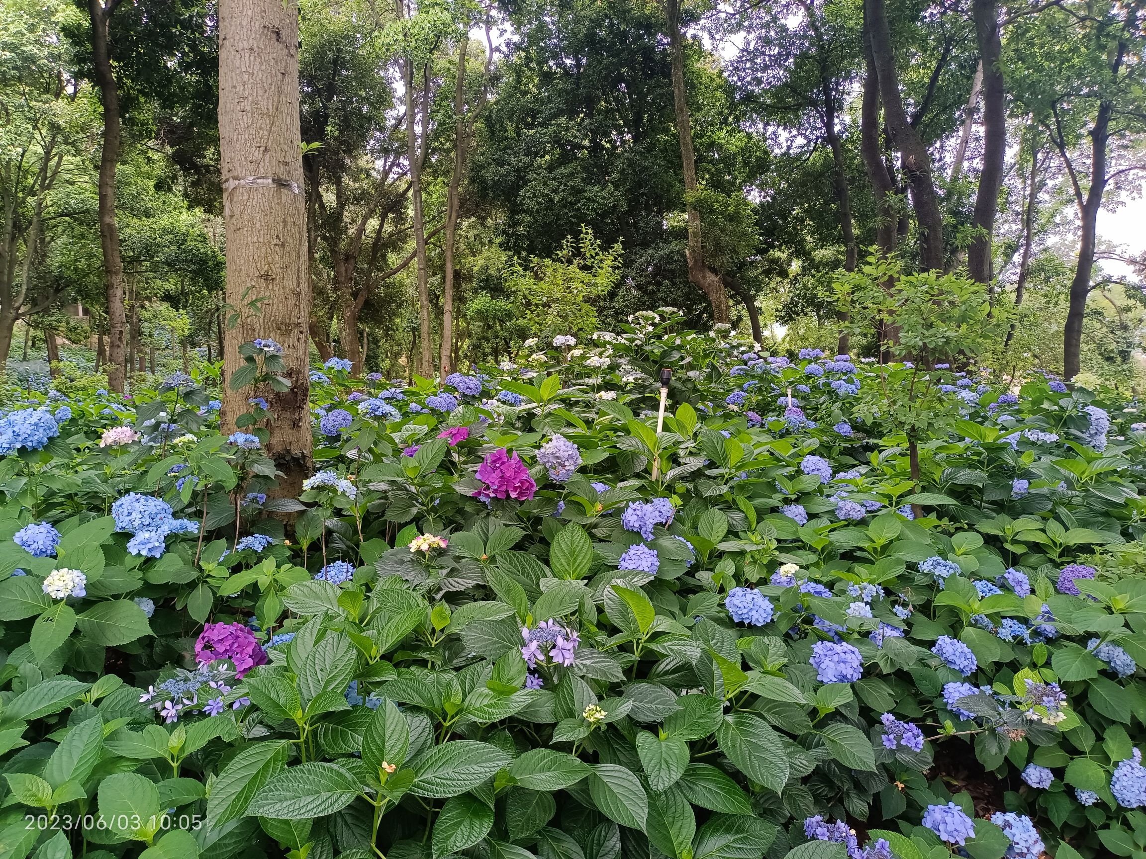 花溪谷旅行图片 2