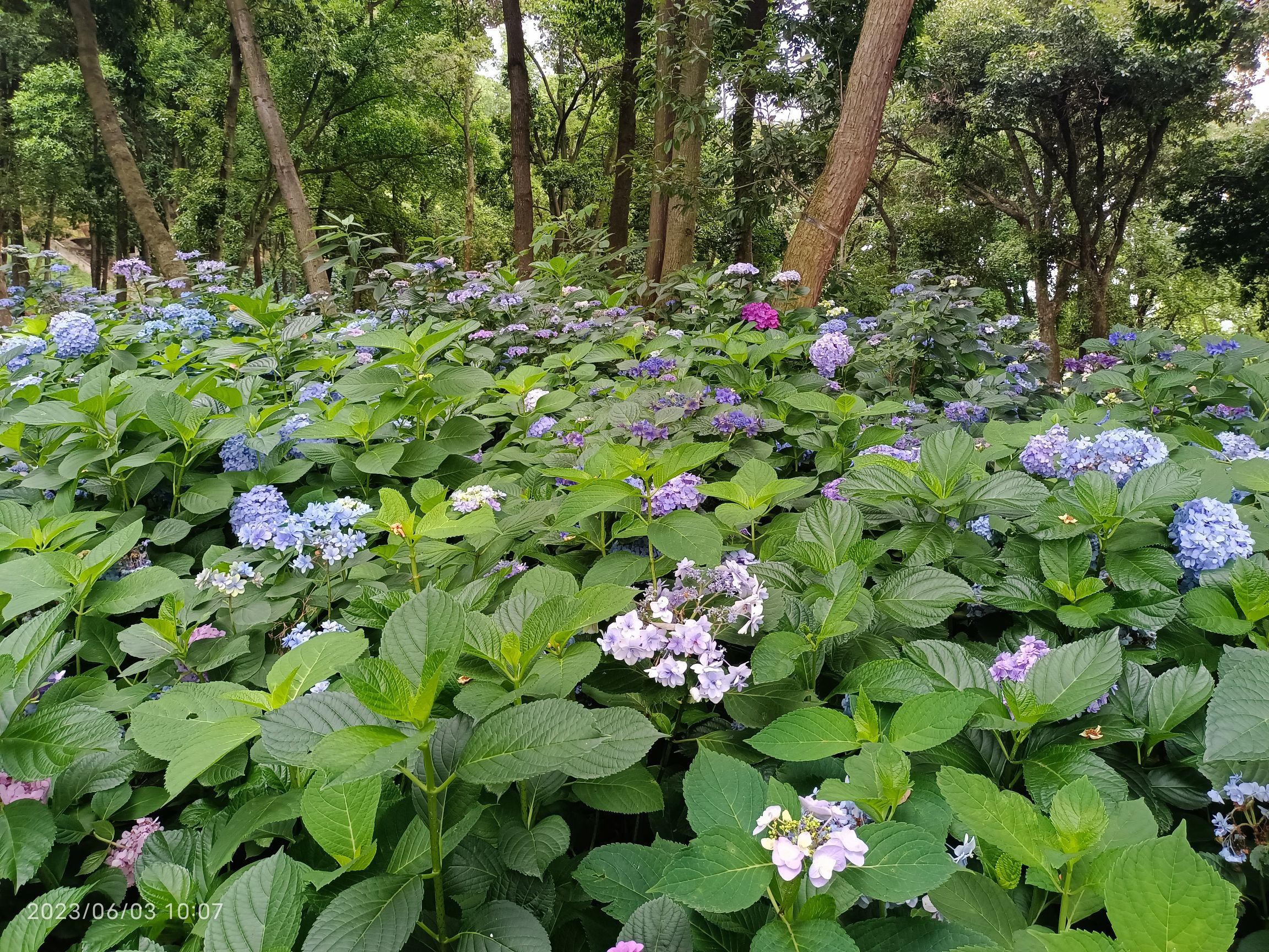 花溪谷旅行图片 1