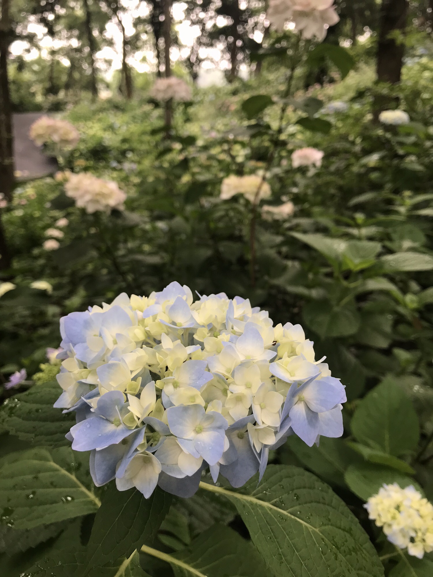 花溪谷旅行图片 1