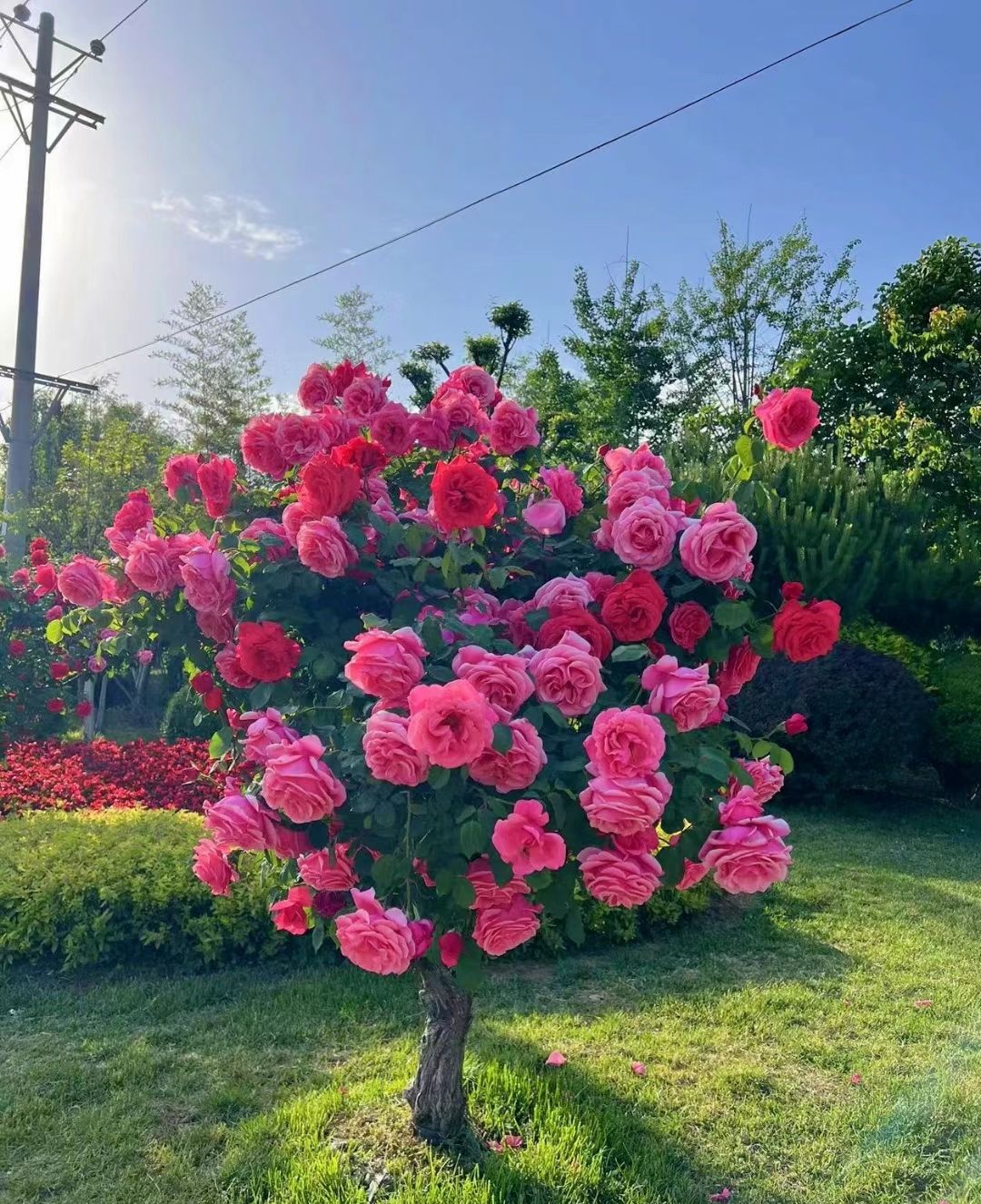 花溪谷旅行图片 1
