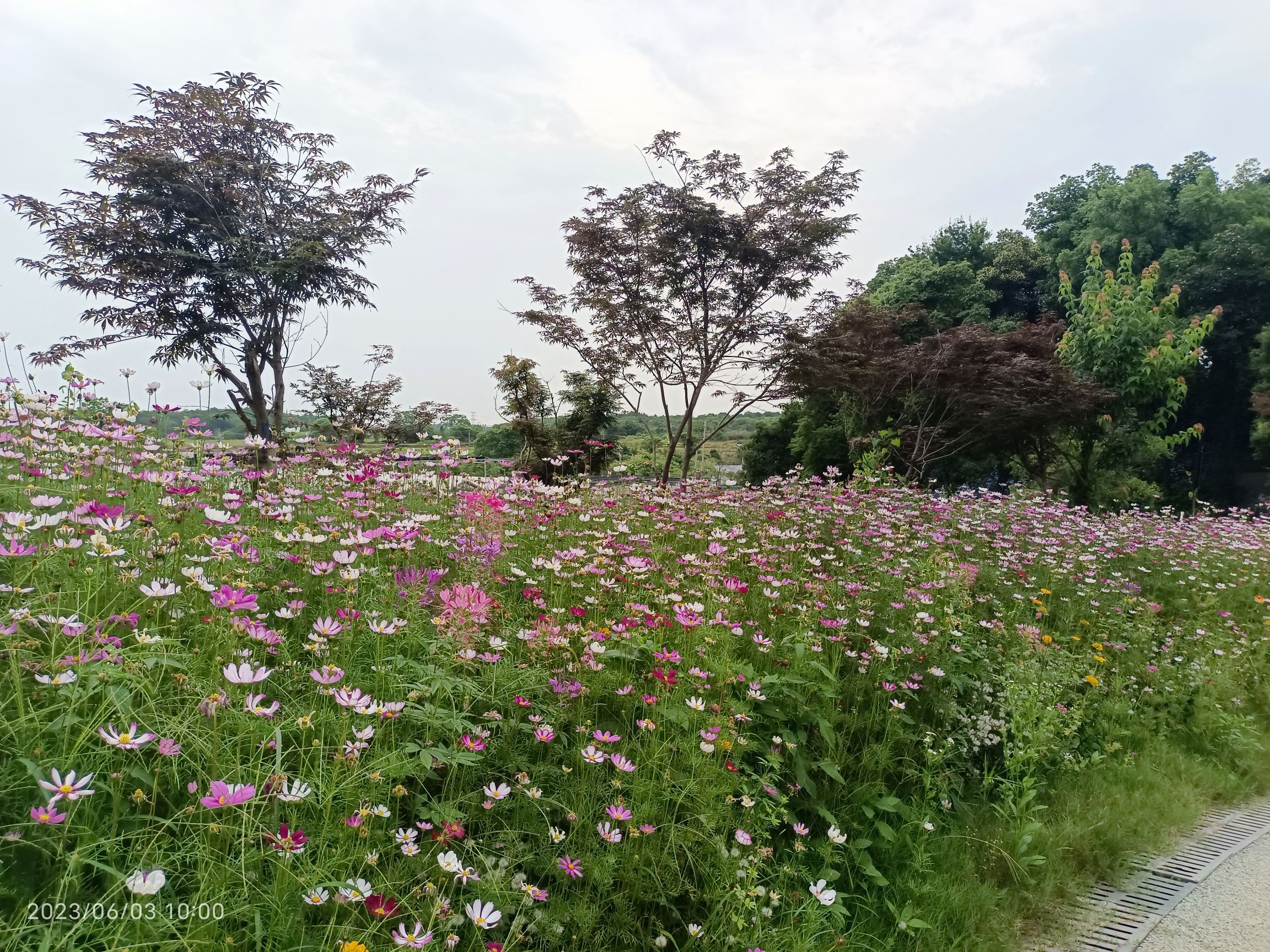 花溪谷旅行图片 3