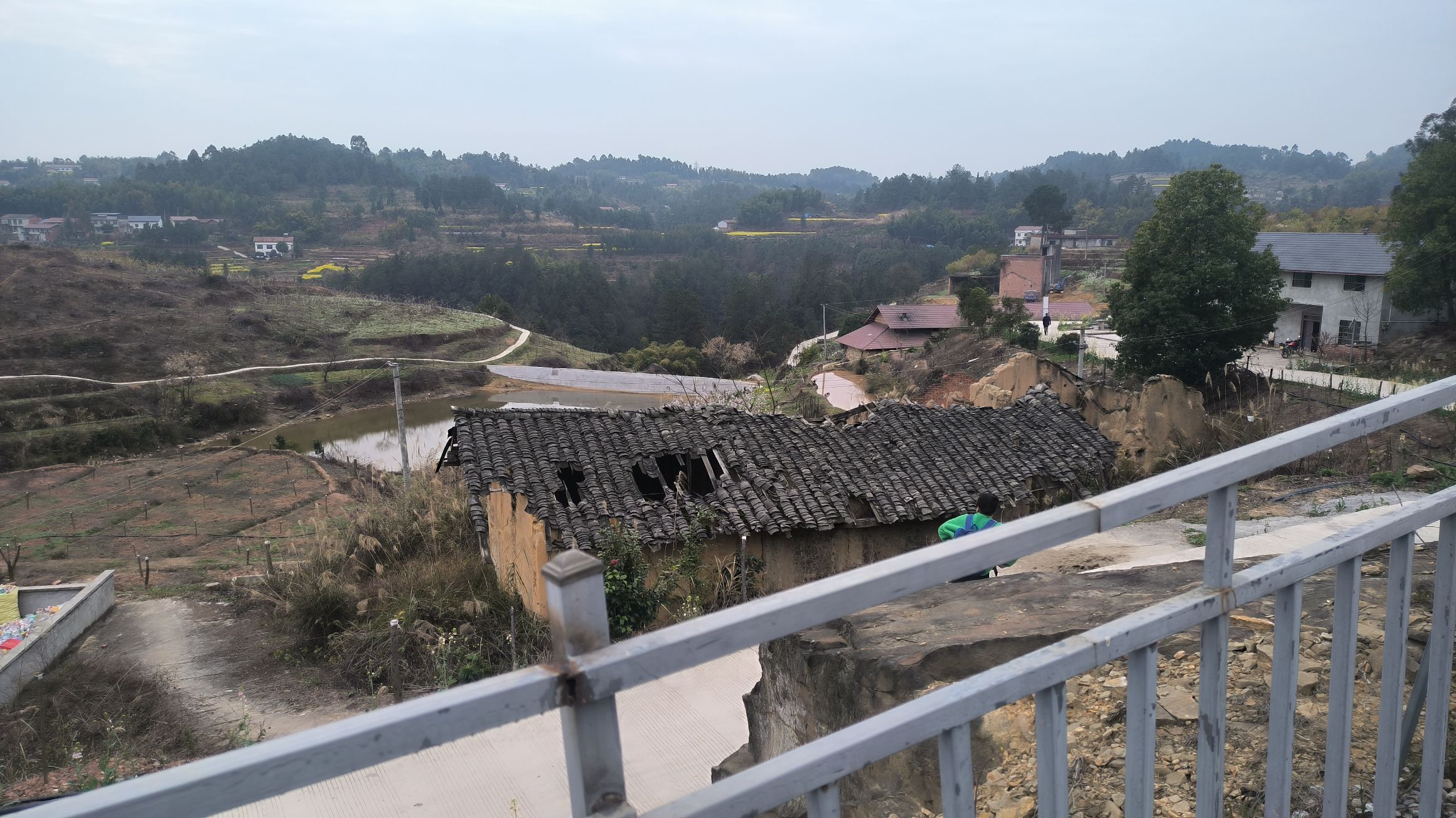云岭金秋樱花海旅行图片 2