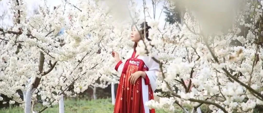 云岭金秋樱花海旅行图片 2