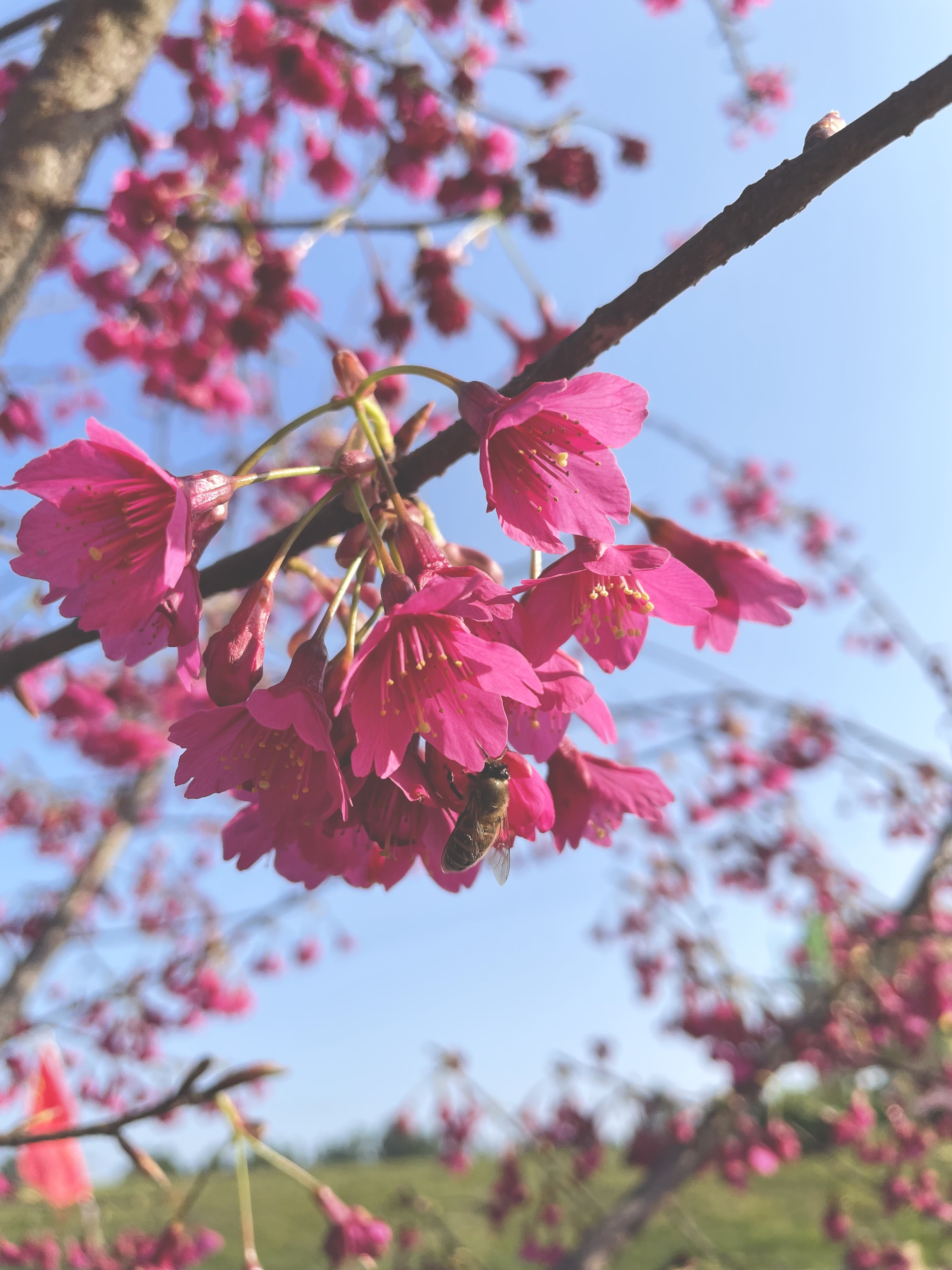 云岭金秋樱花海旅行图片 3