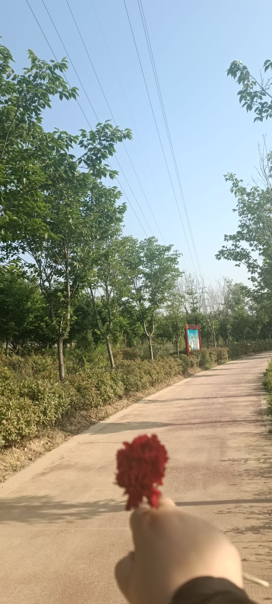 樱花谷旅行图片 3