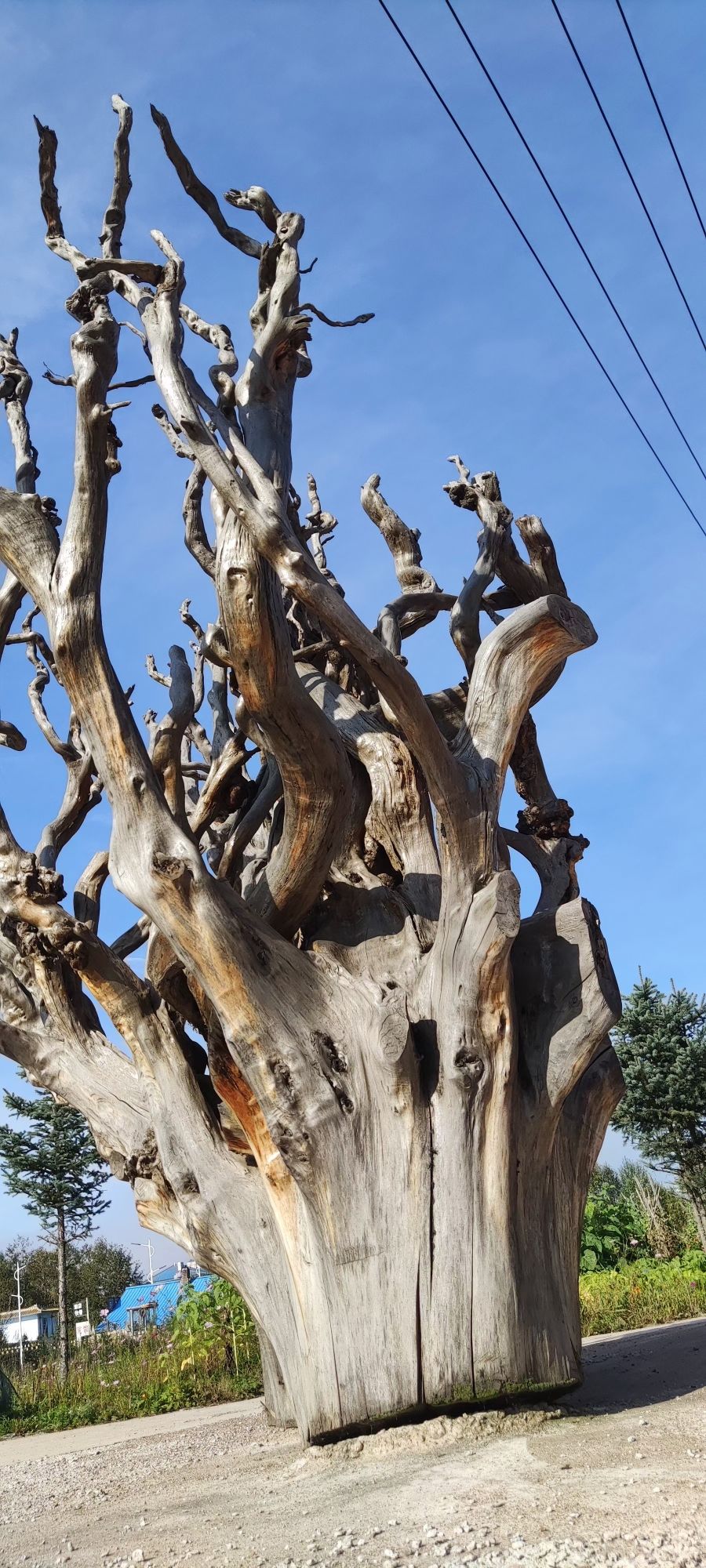 激流河古树群旅行图片 1