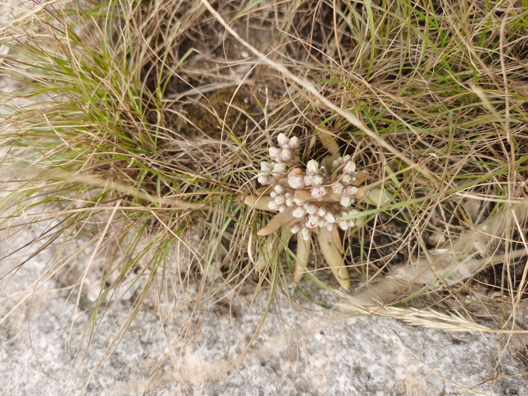凤凰村瀑布旅行图片 3