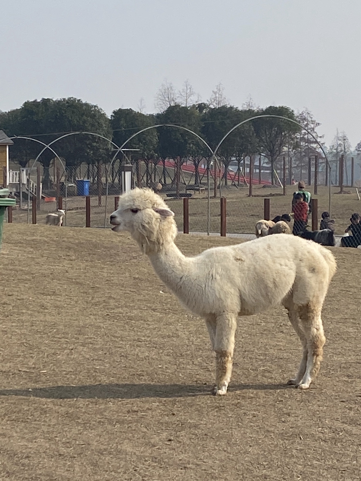 巴上草原羊文化乐园旅行图片 2