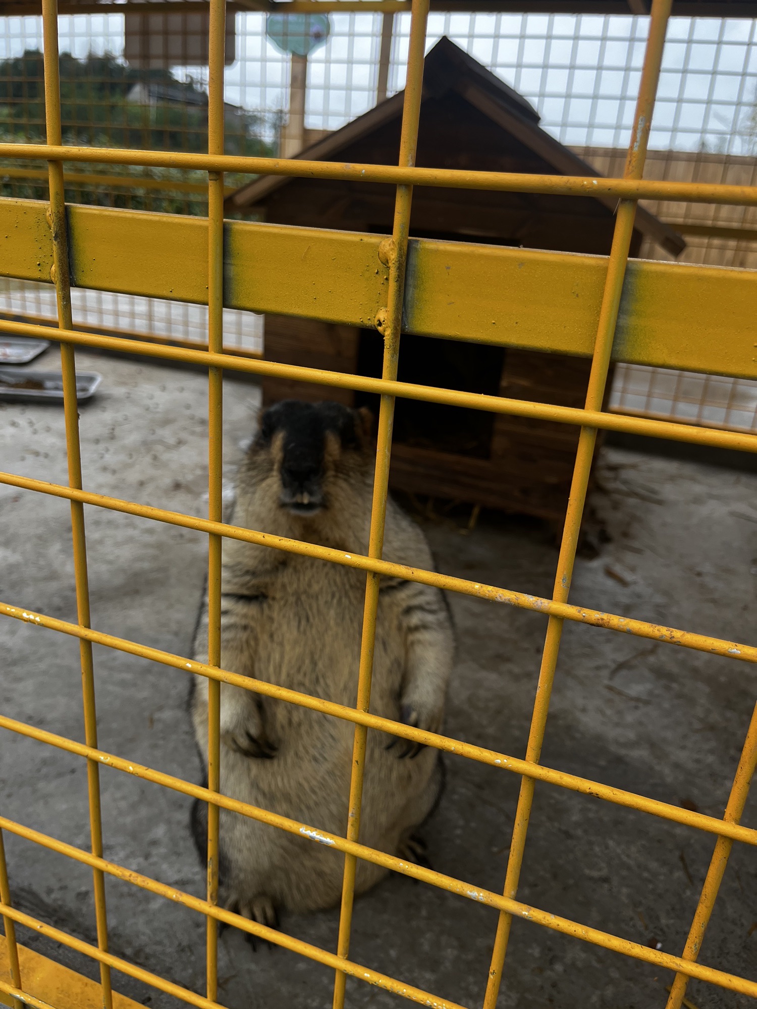 巴上草原羊文化乐园旅行图片 3