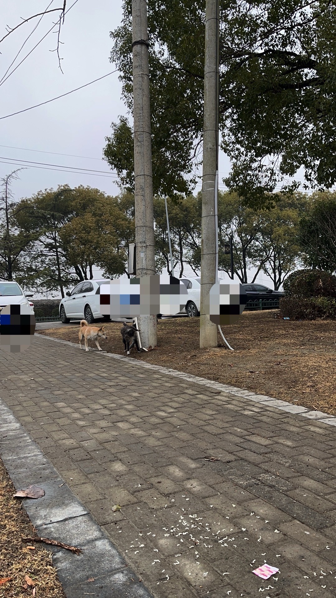 水乡郊野公园旅行图片 1