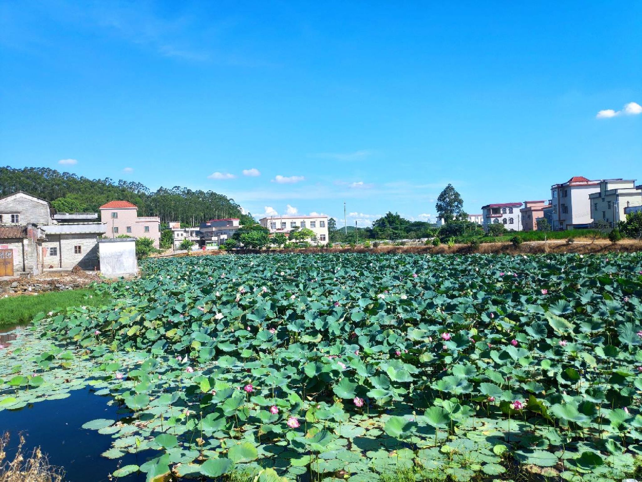 双合井岗山花海旅行图片 1