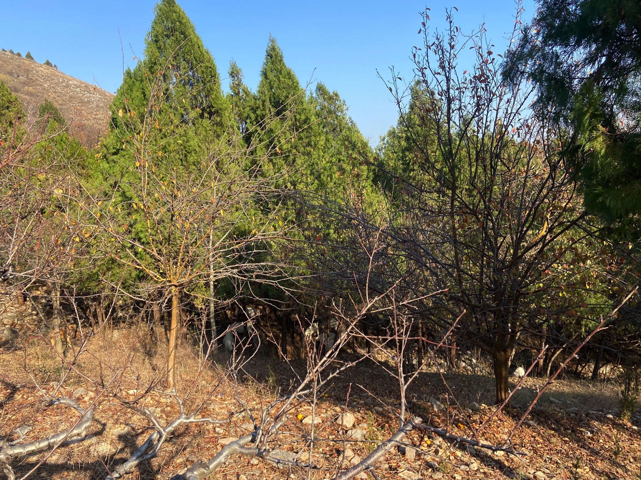 不老山旅行图片 1
