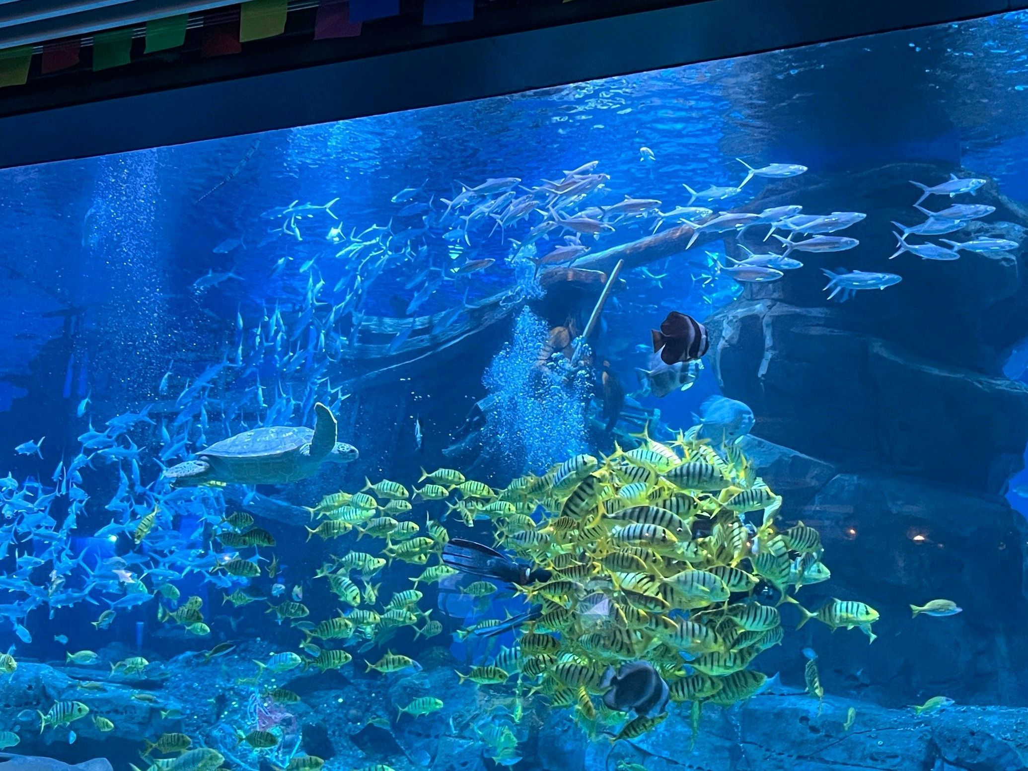 吉安海洋世界旅行图片 2