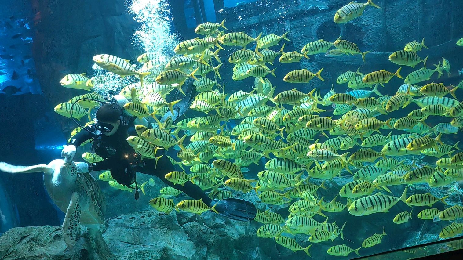 吉安海洋世界旅行图片 3
