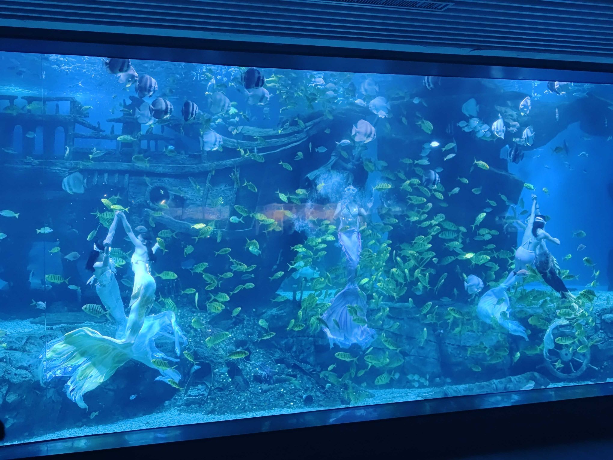 吉安海洋世界旅行图片 2