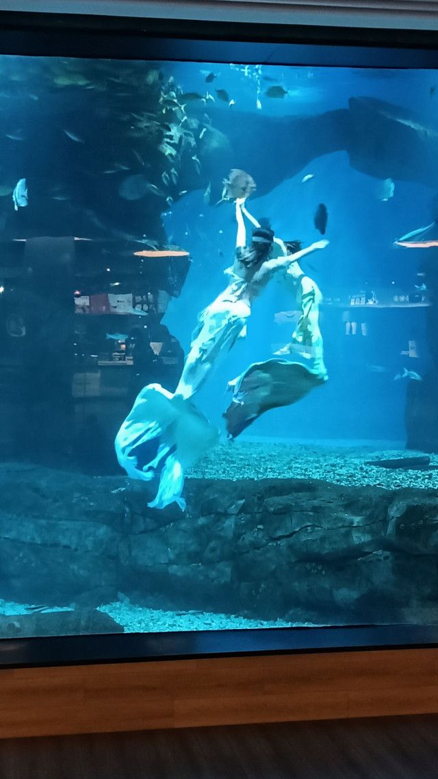 吉安海洋世界旅行图片 1