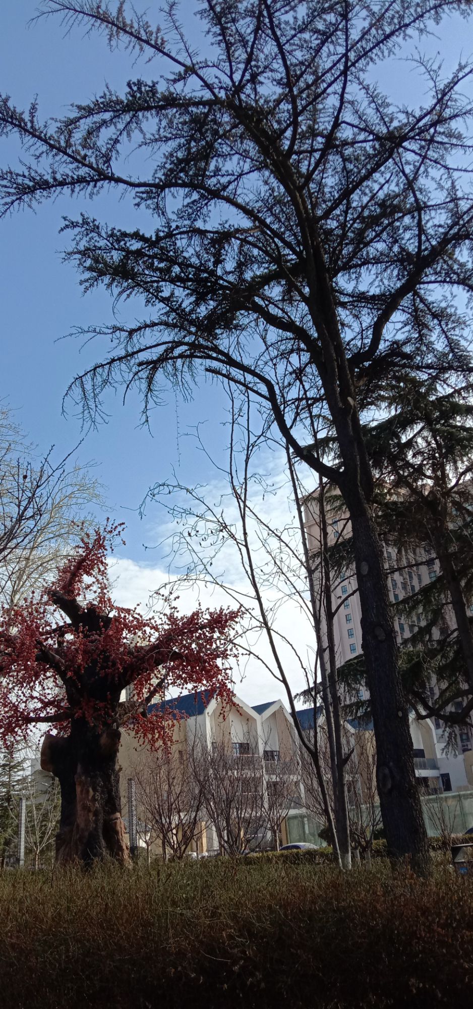 崇德公园旅行图片 3