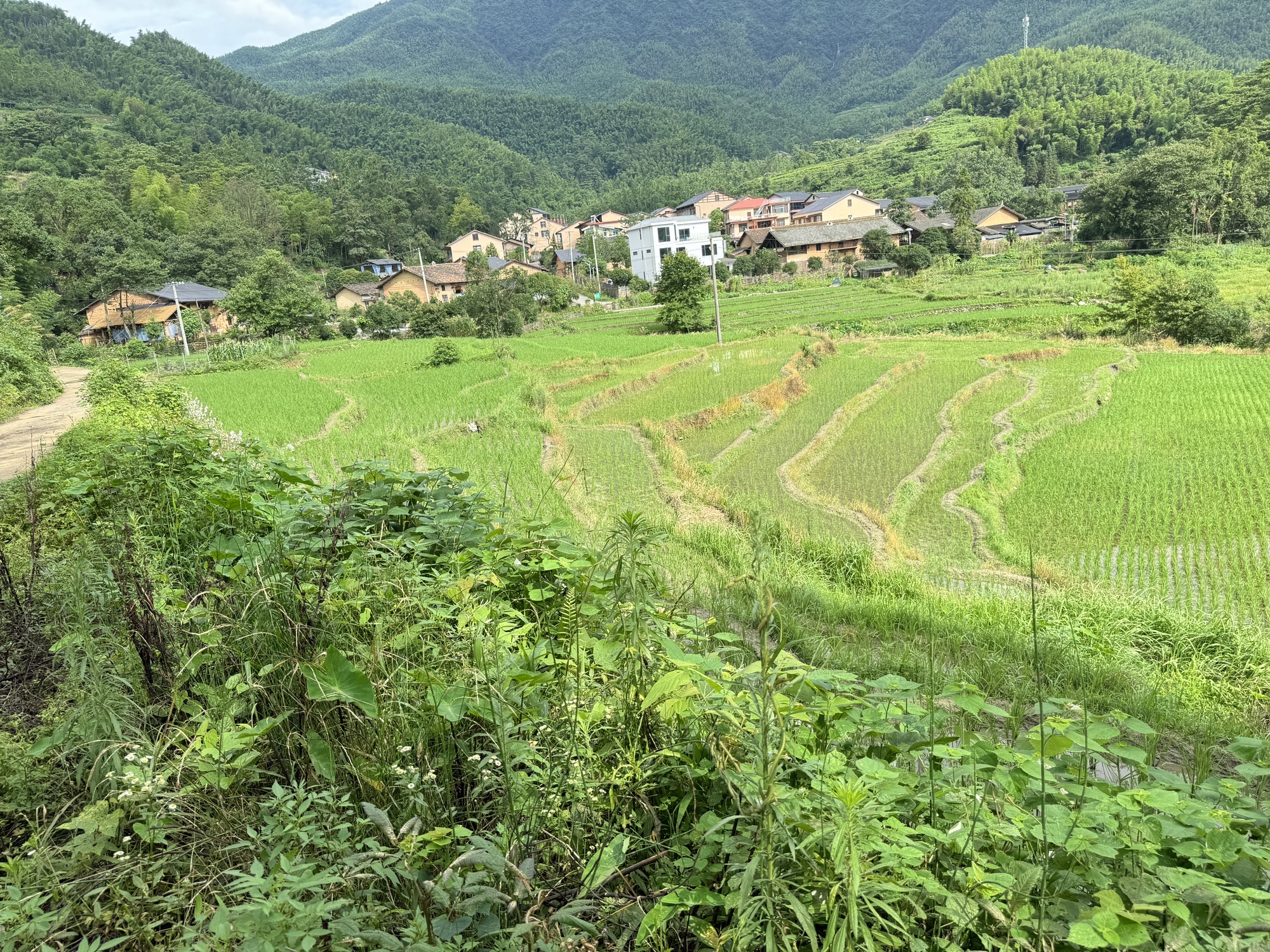 水口乡村森林公园旅行图片 3