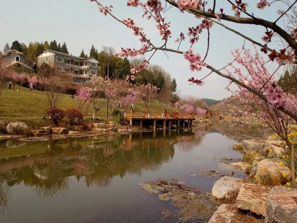 杨郢樱花谷旅行图片 2