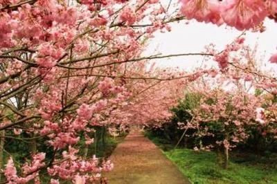 杨郢樱花谷旅行图片 3