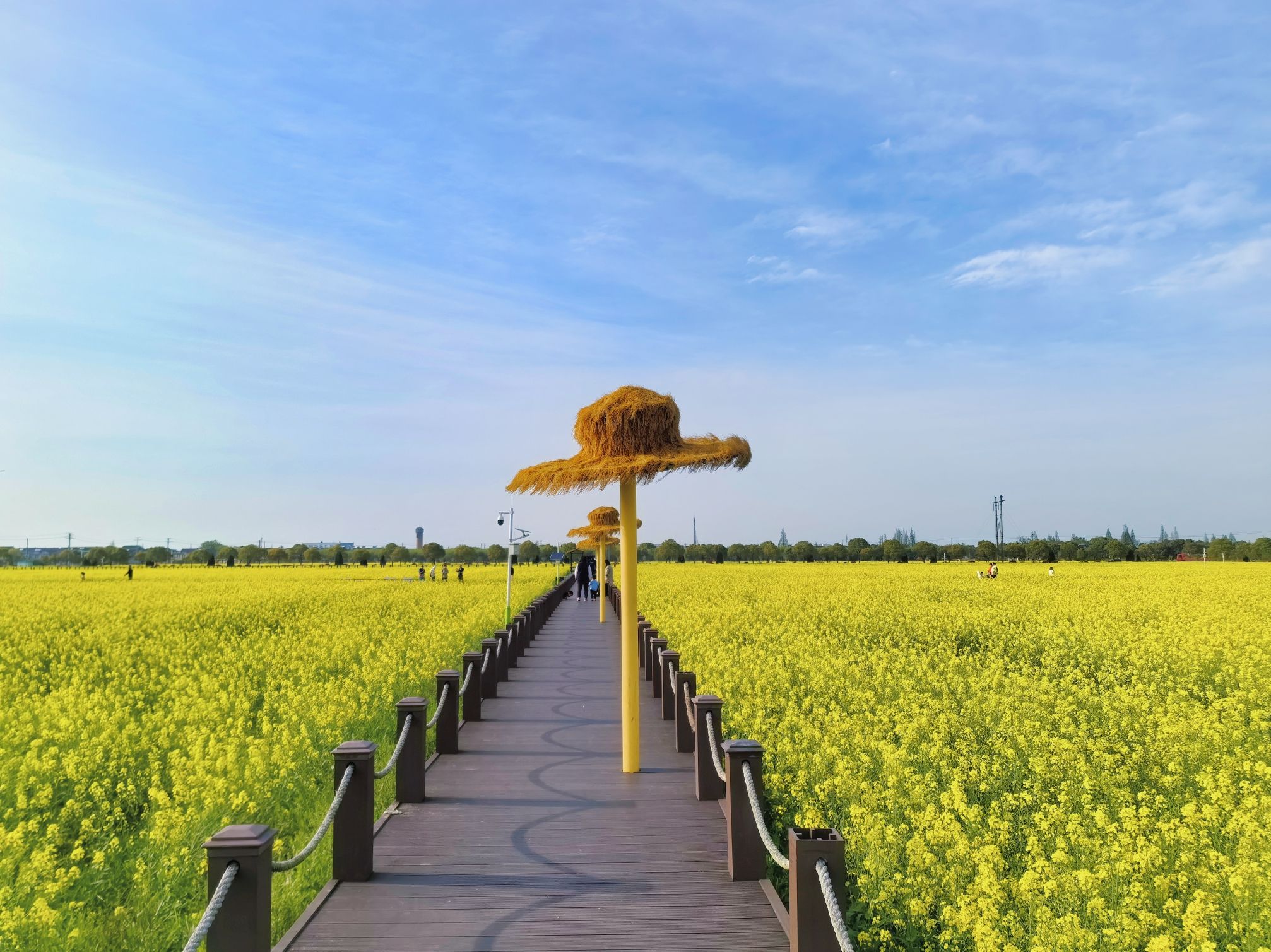 严家桥花海旅行图片 1