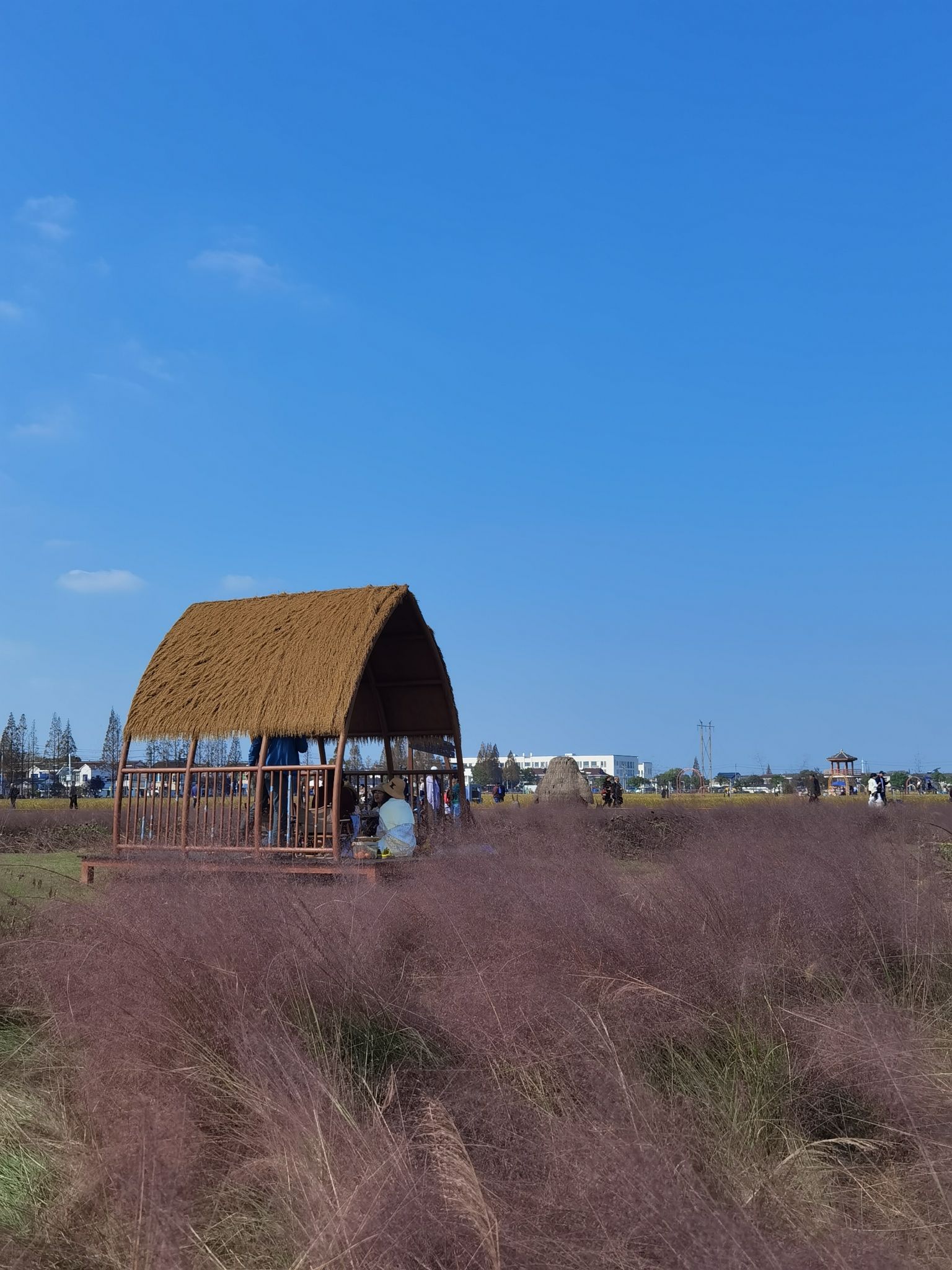 严家桥花海旅行图片 2