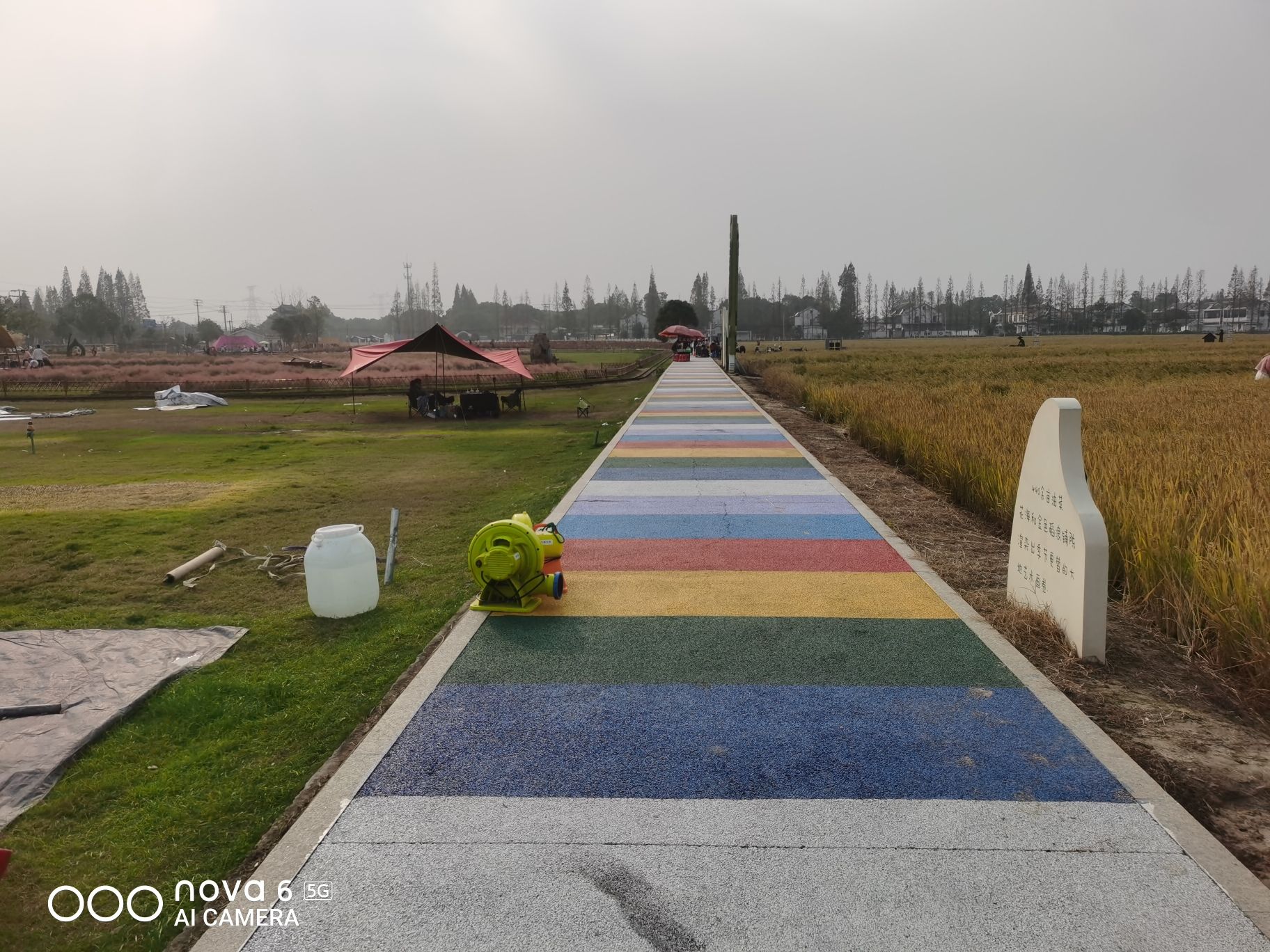 严家桥花海旅行图片 2
