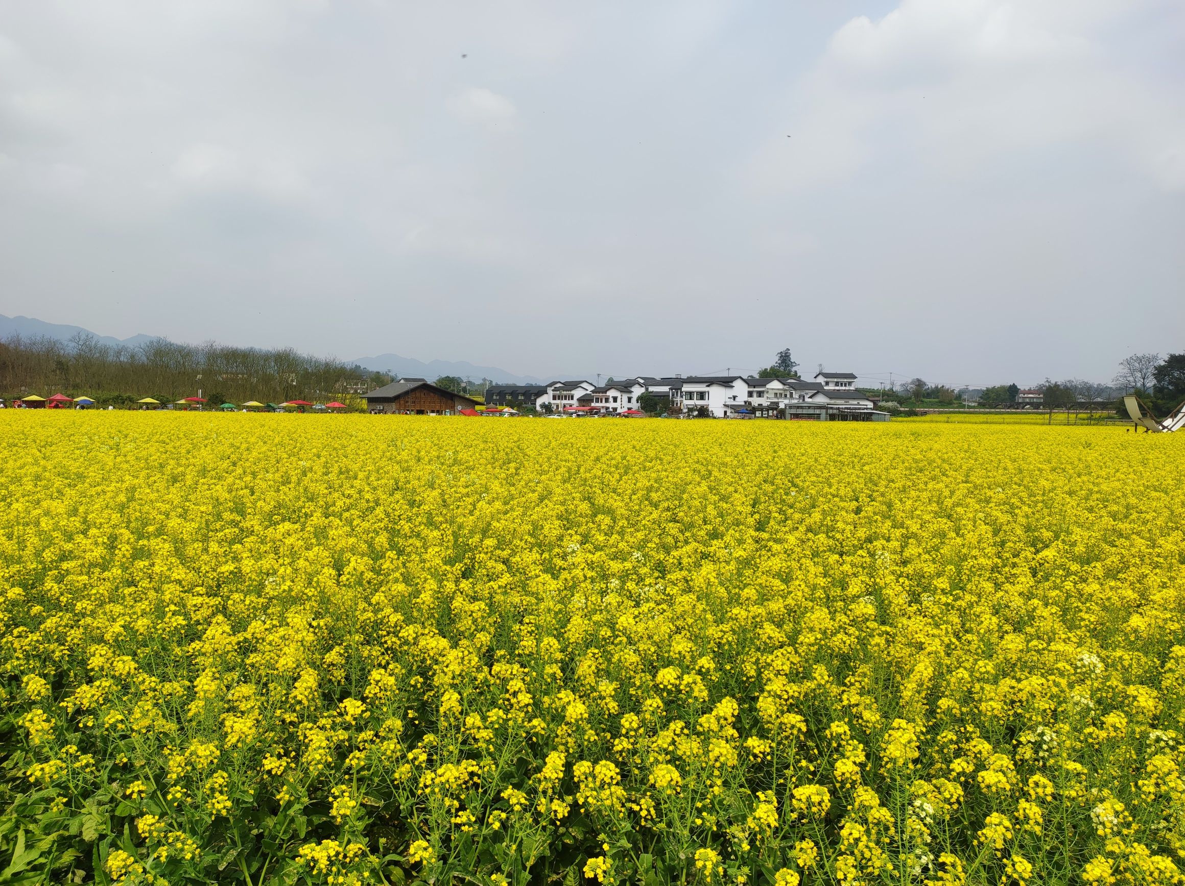 莲花穴艺术院落旅行图片 3