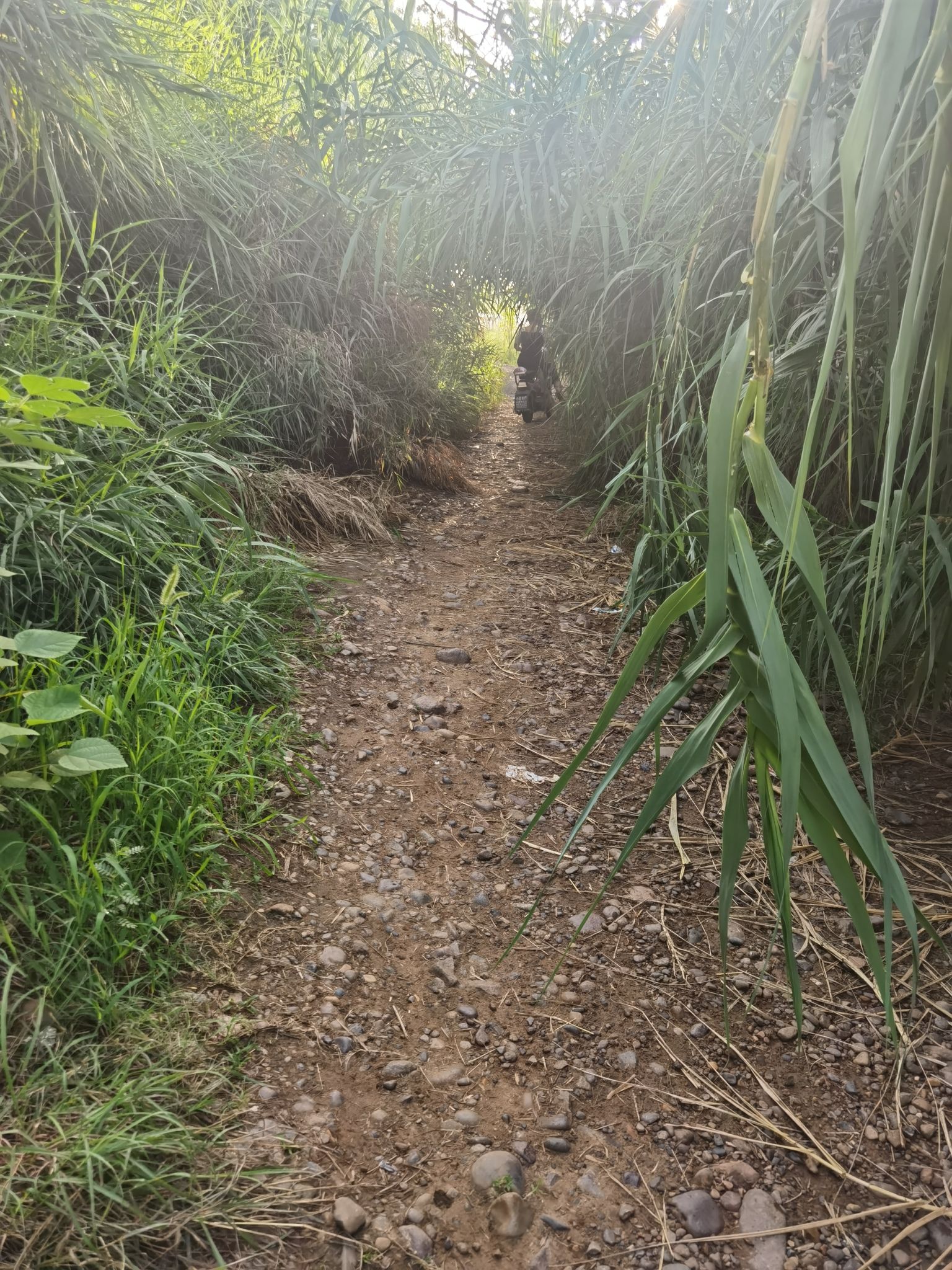 郏县北汝河湿地公园旅行图片 1