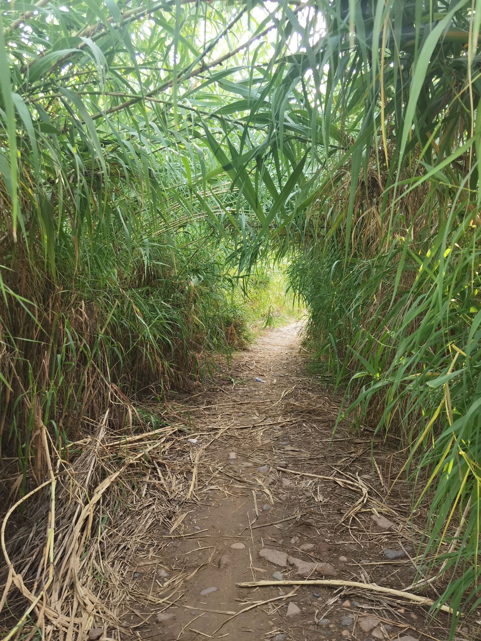 郏县北汝河湿地公园旅行图片 3