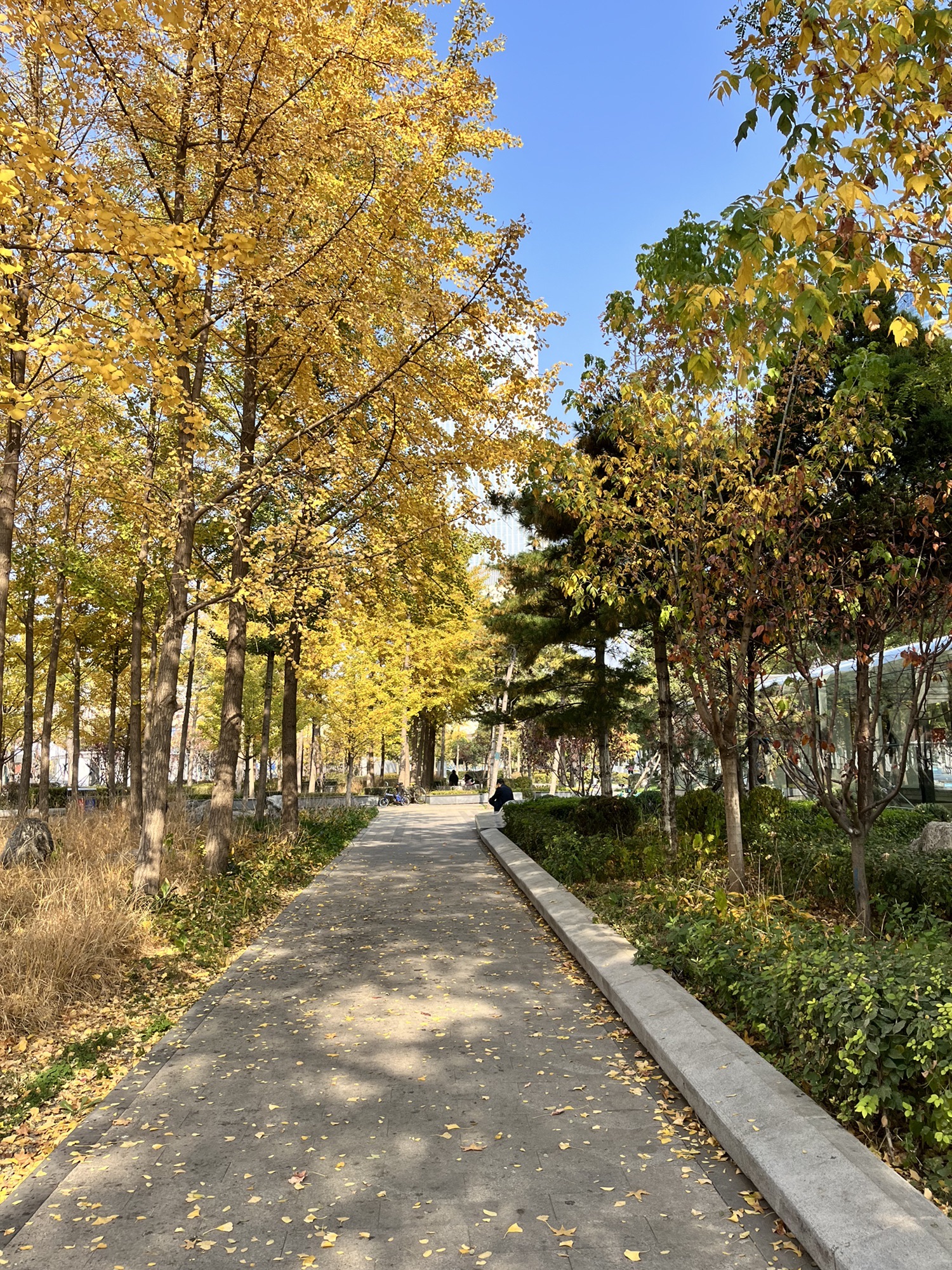 大西边门公园旅行图片 3