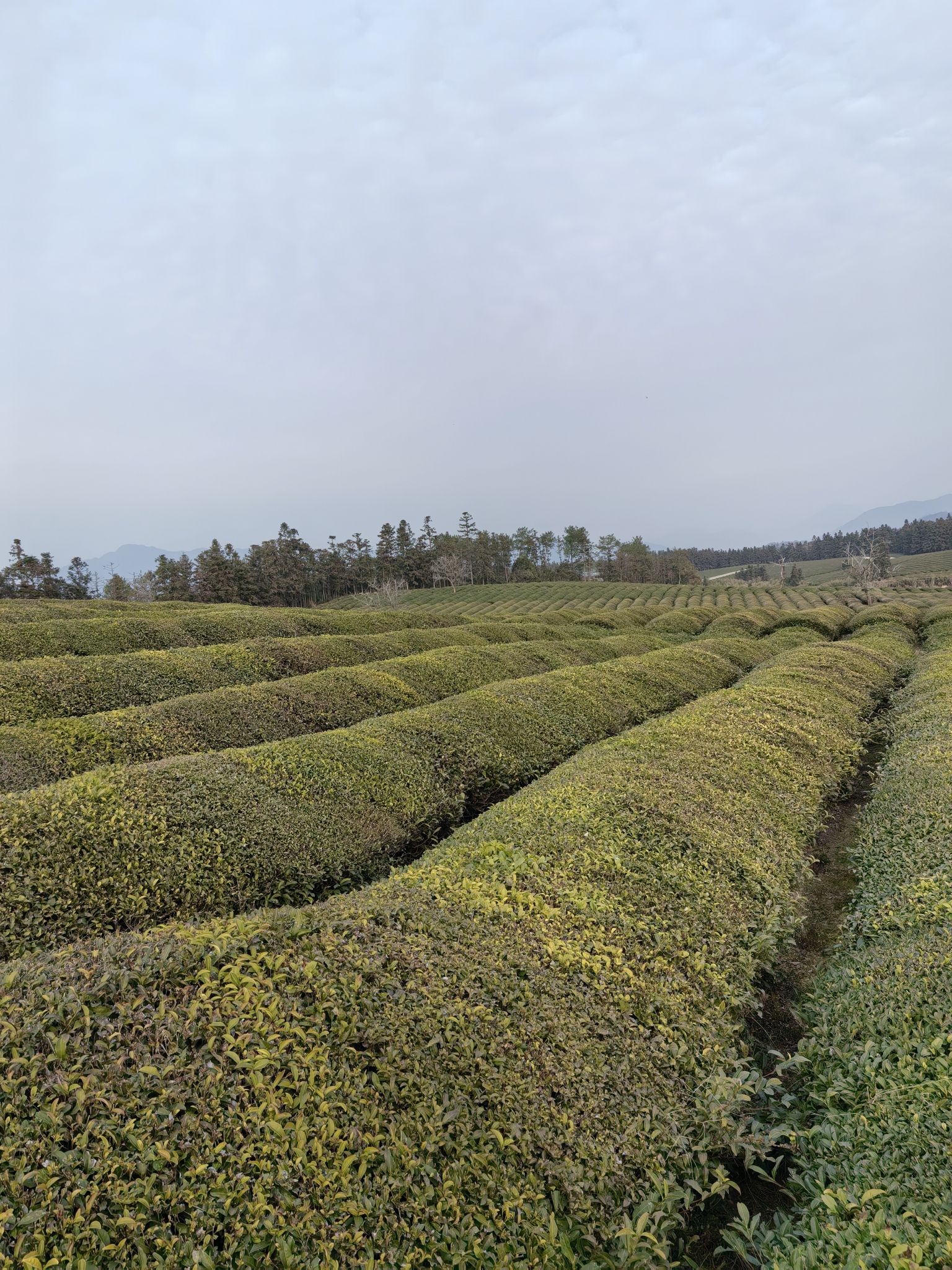 高岭文化村旅行图片 2