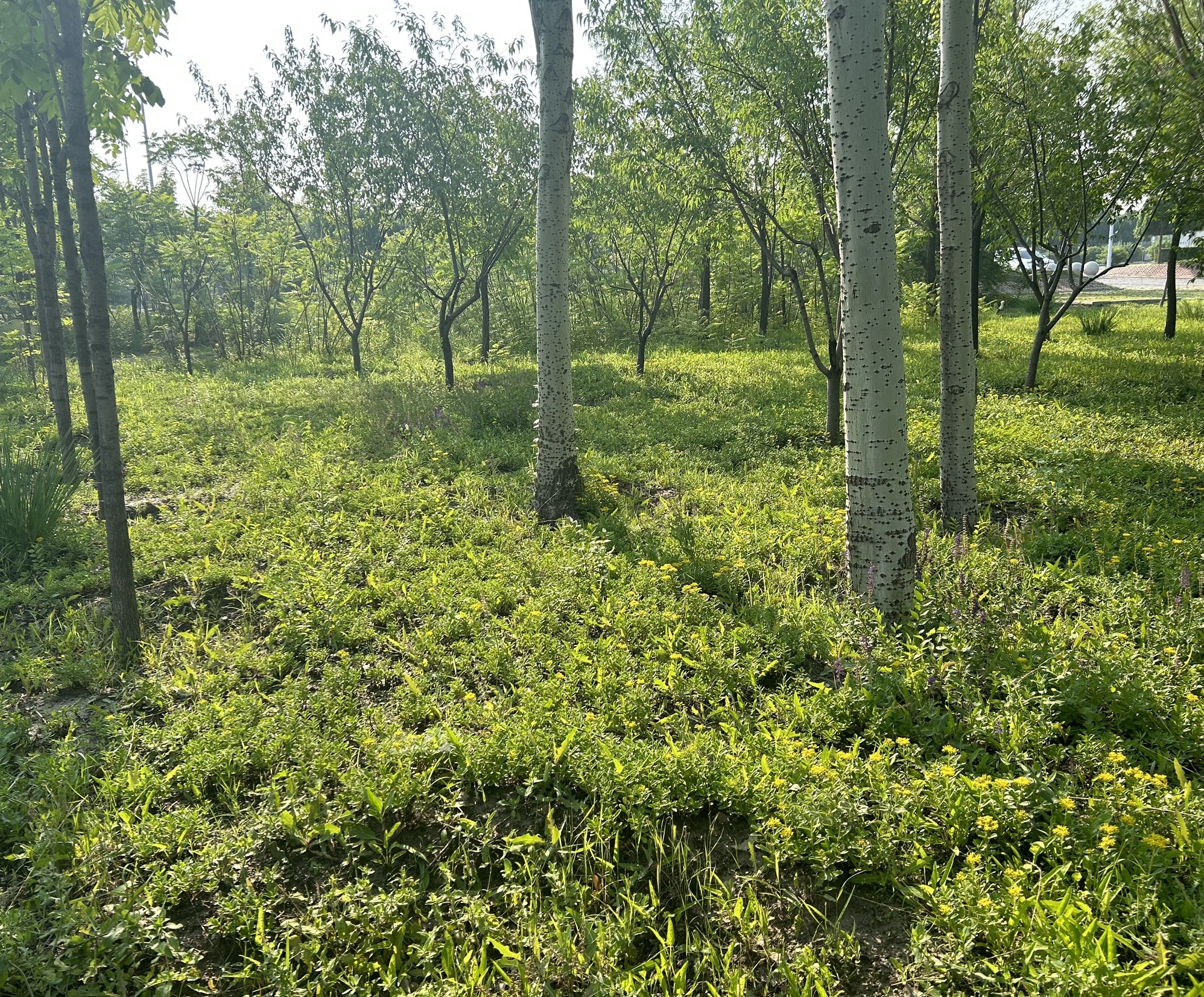 河边公园旅行图片 1