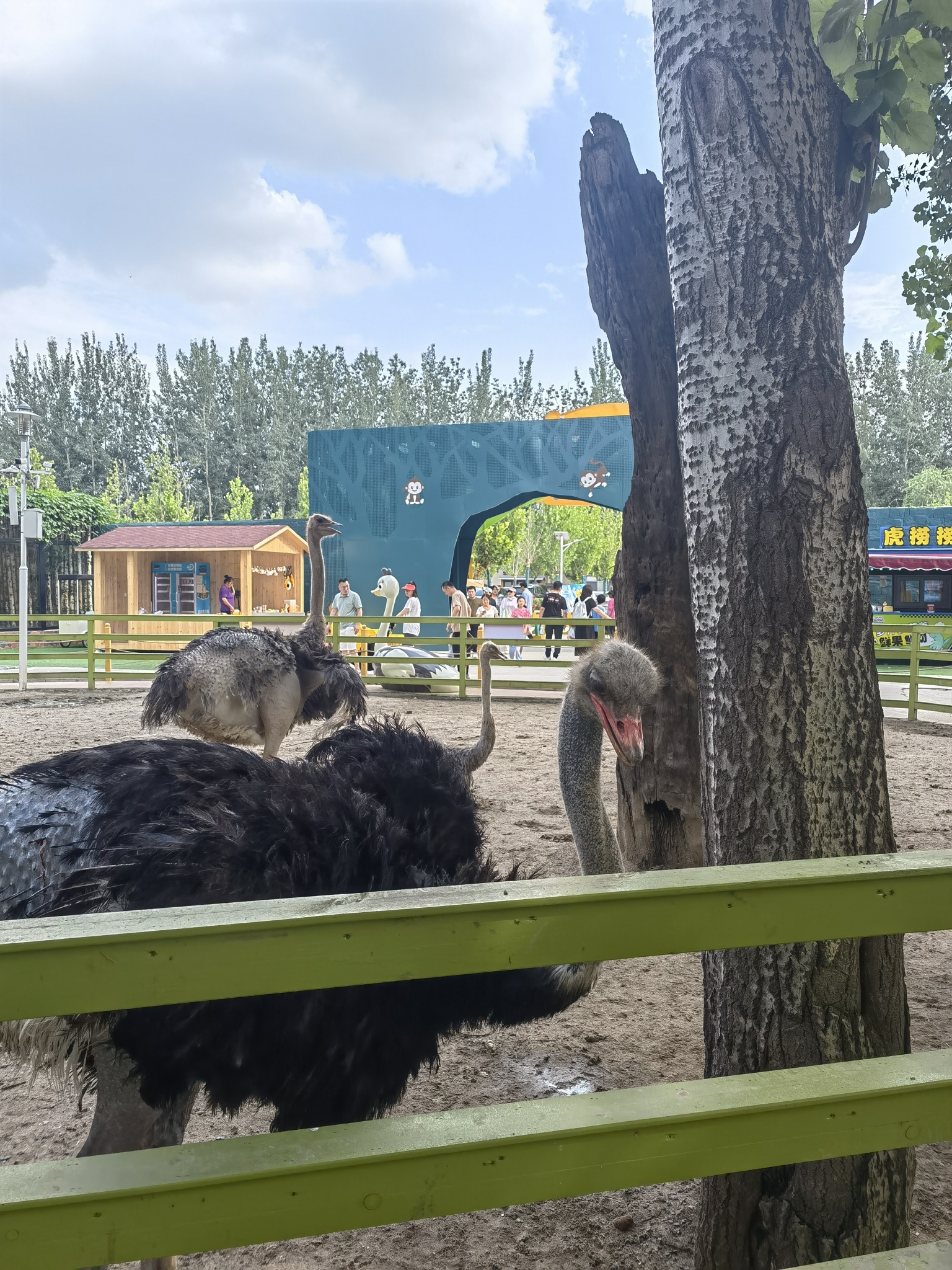 顺义虎乐园旅行图片 3