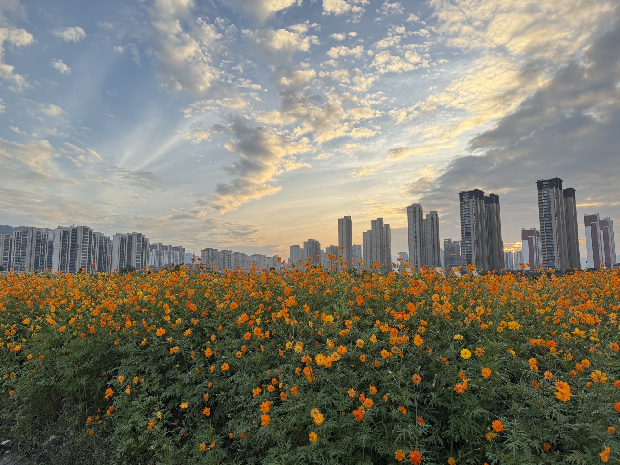 市民公园旅行图片 3