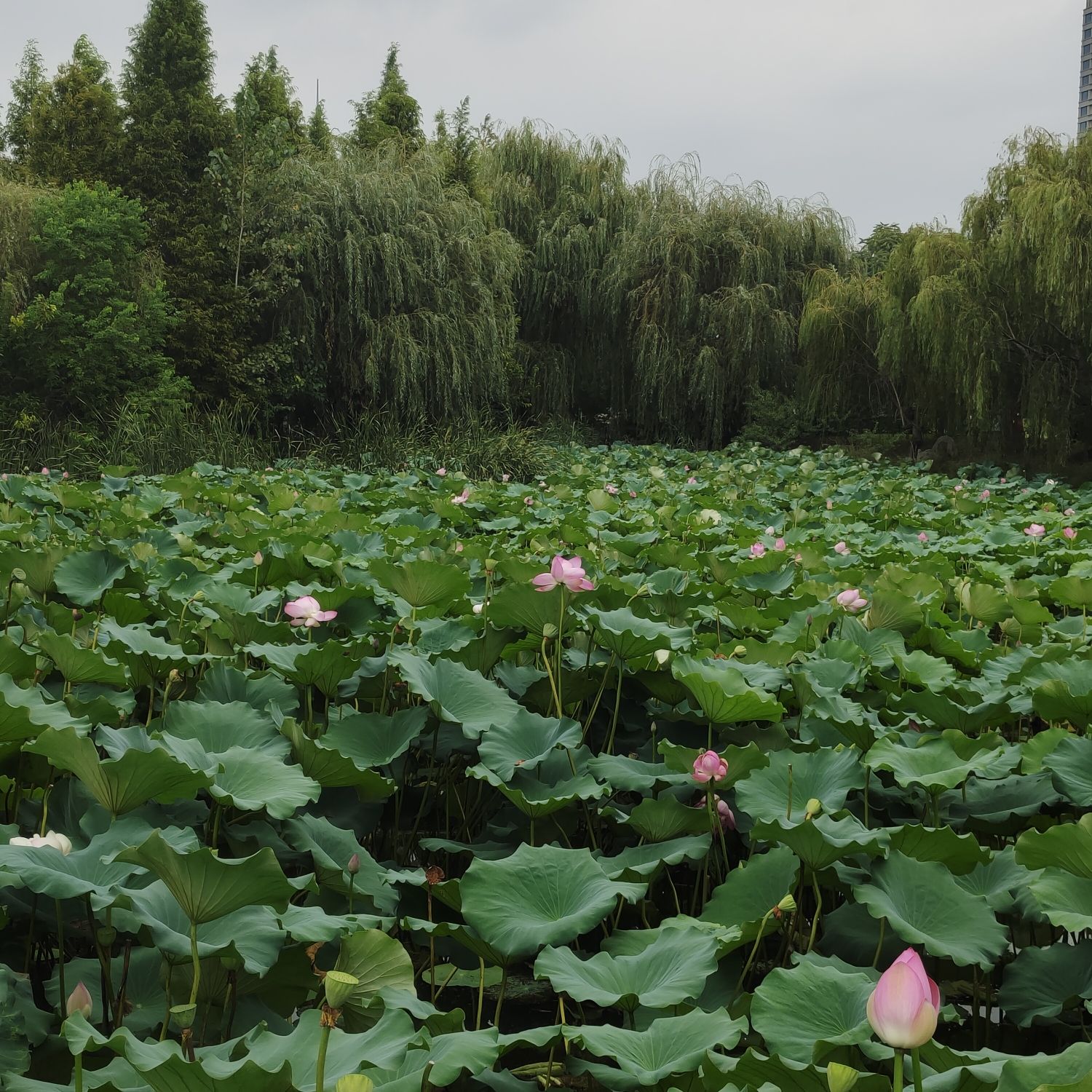 龙潭公园旅行图片 1