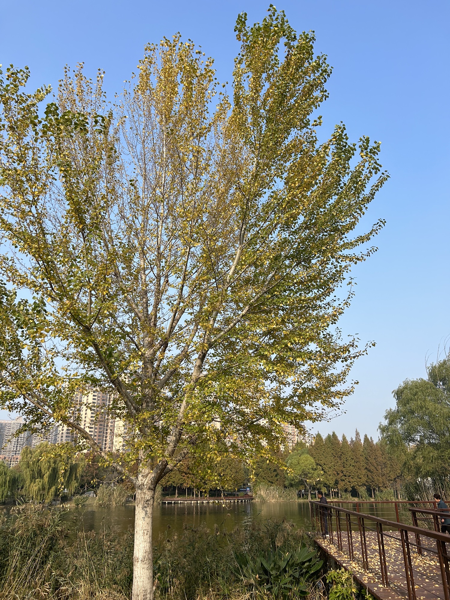 龙潭公园旅行图片 3