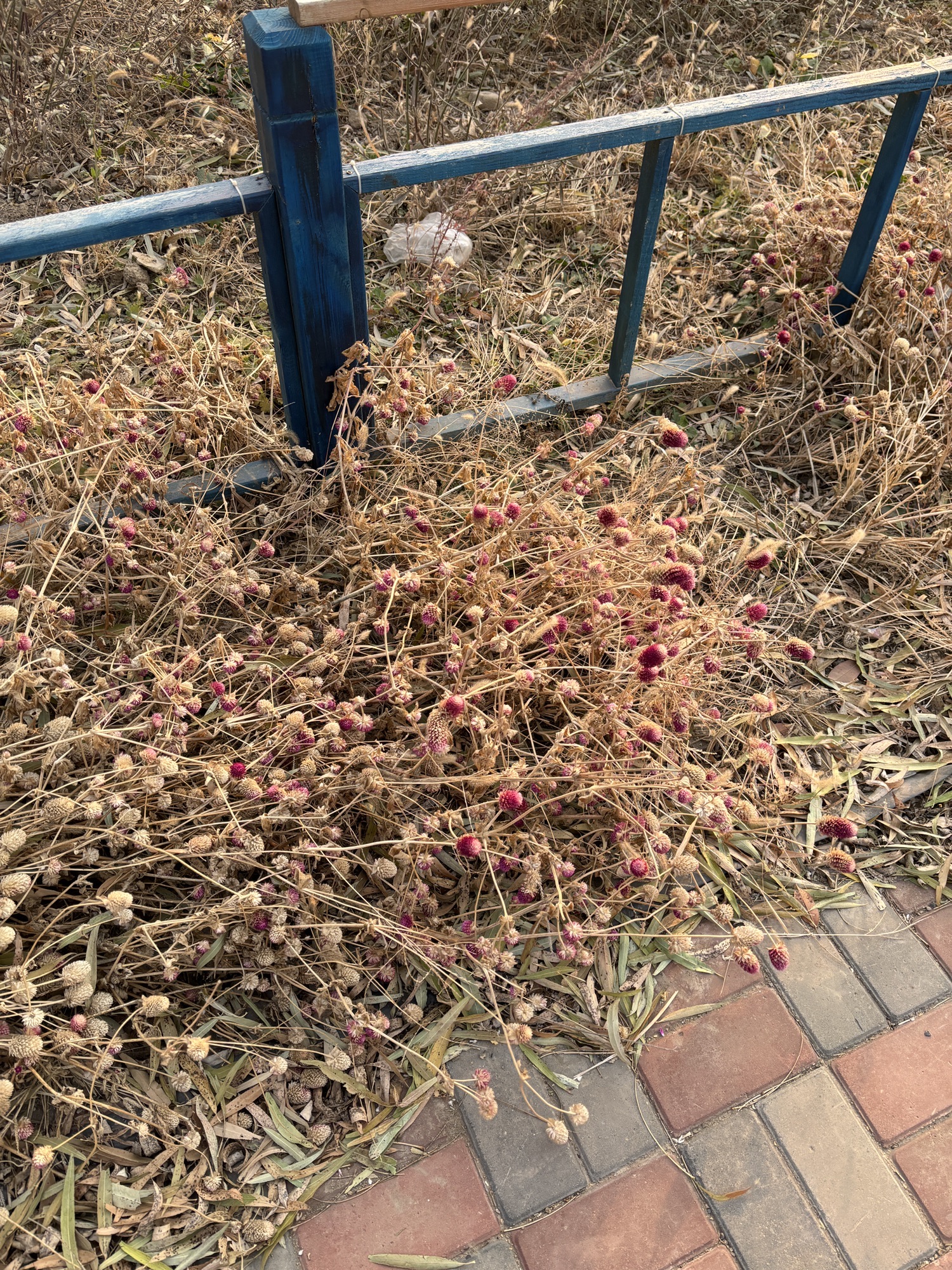 邯郸香草湖萌宠王国旅行图片 3