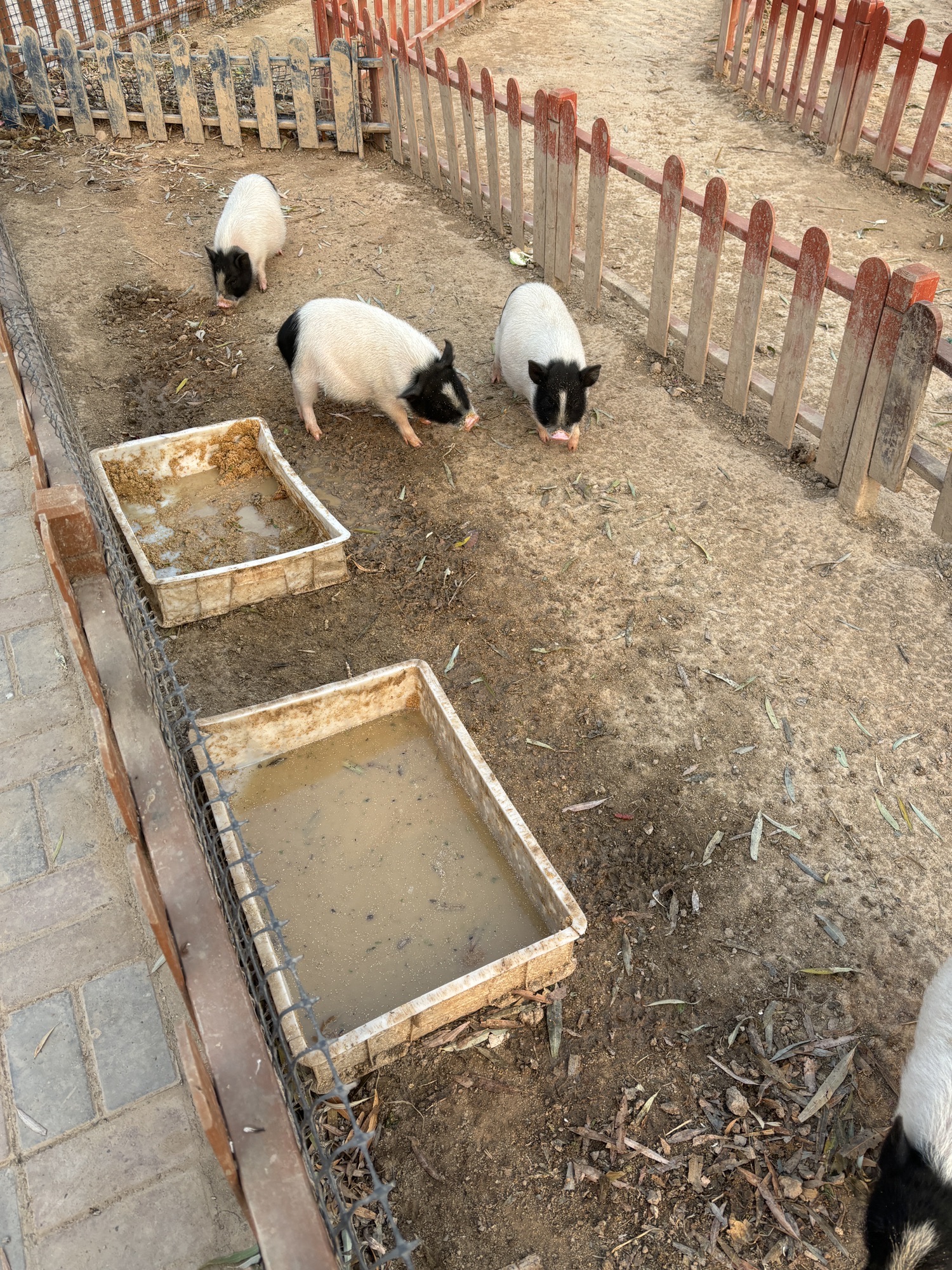 邯郸香草湖萌宠王国旅行图片 2