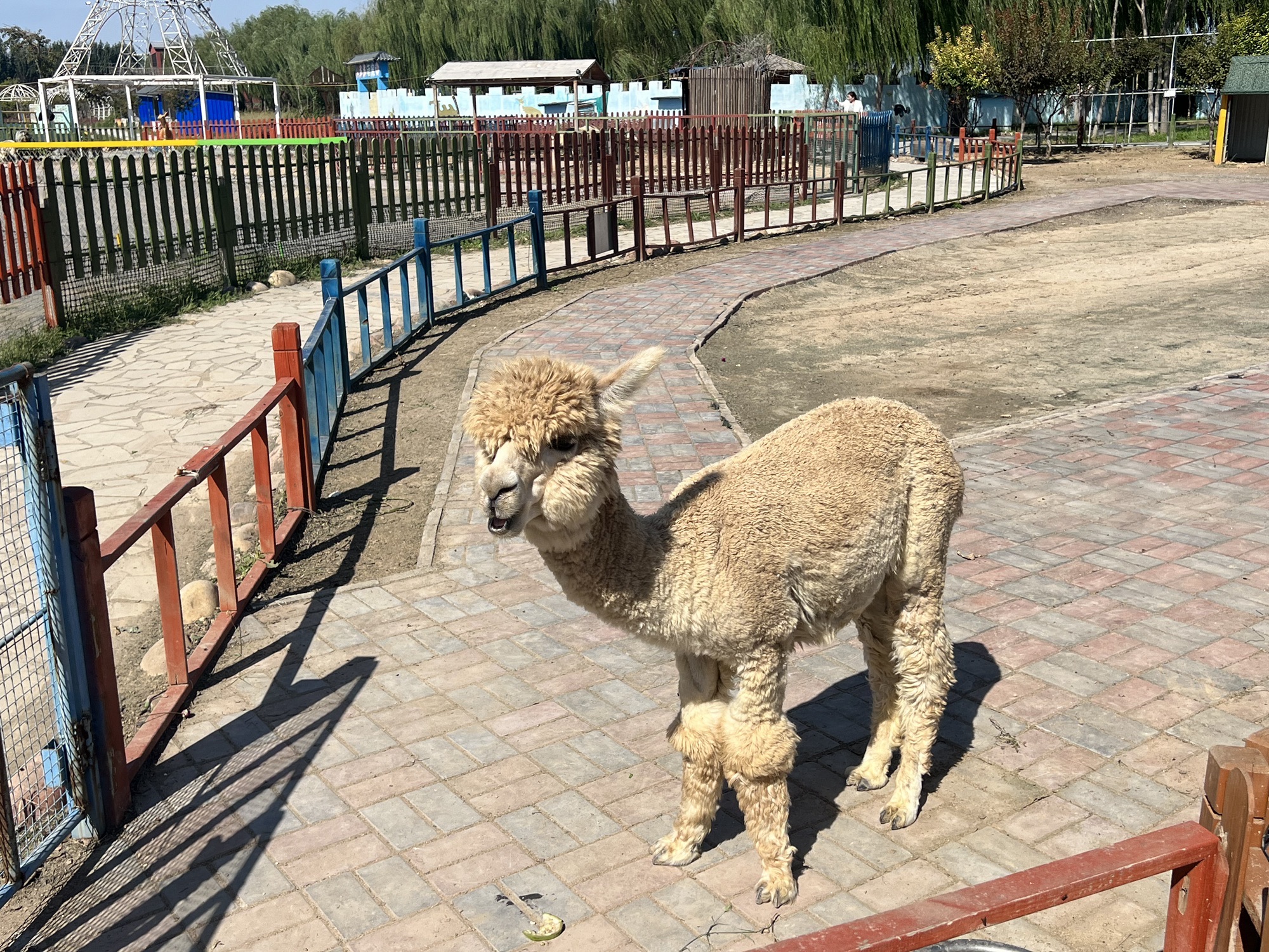邯郸香草湖萌宠王国旅行图片 2