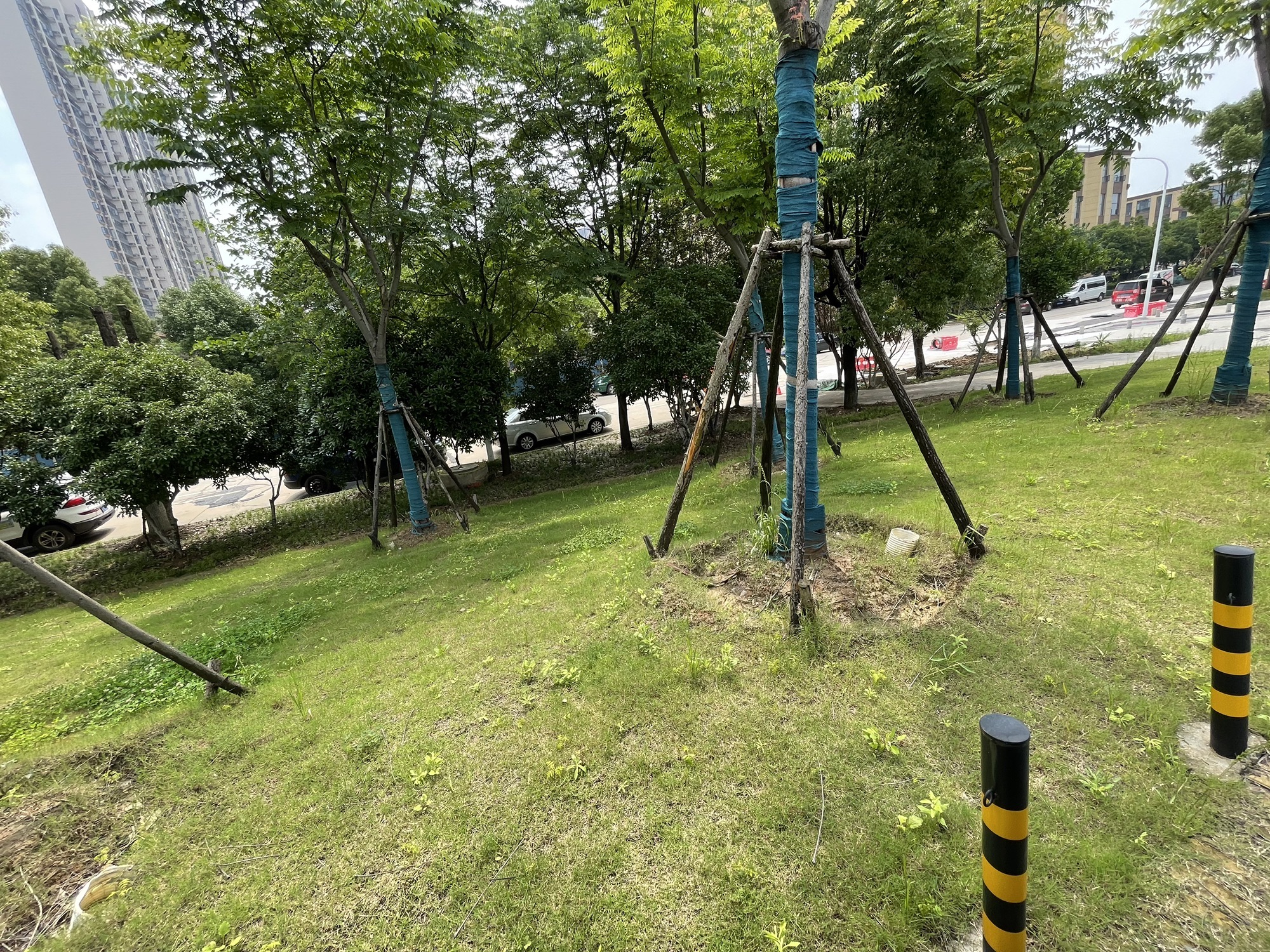 白马泾公园旅行图片 1