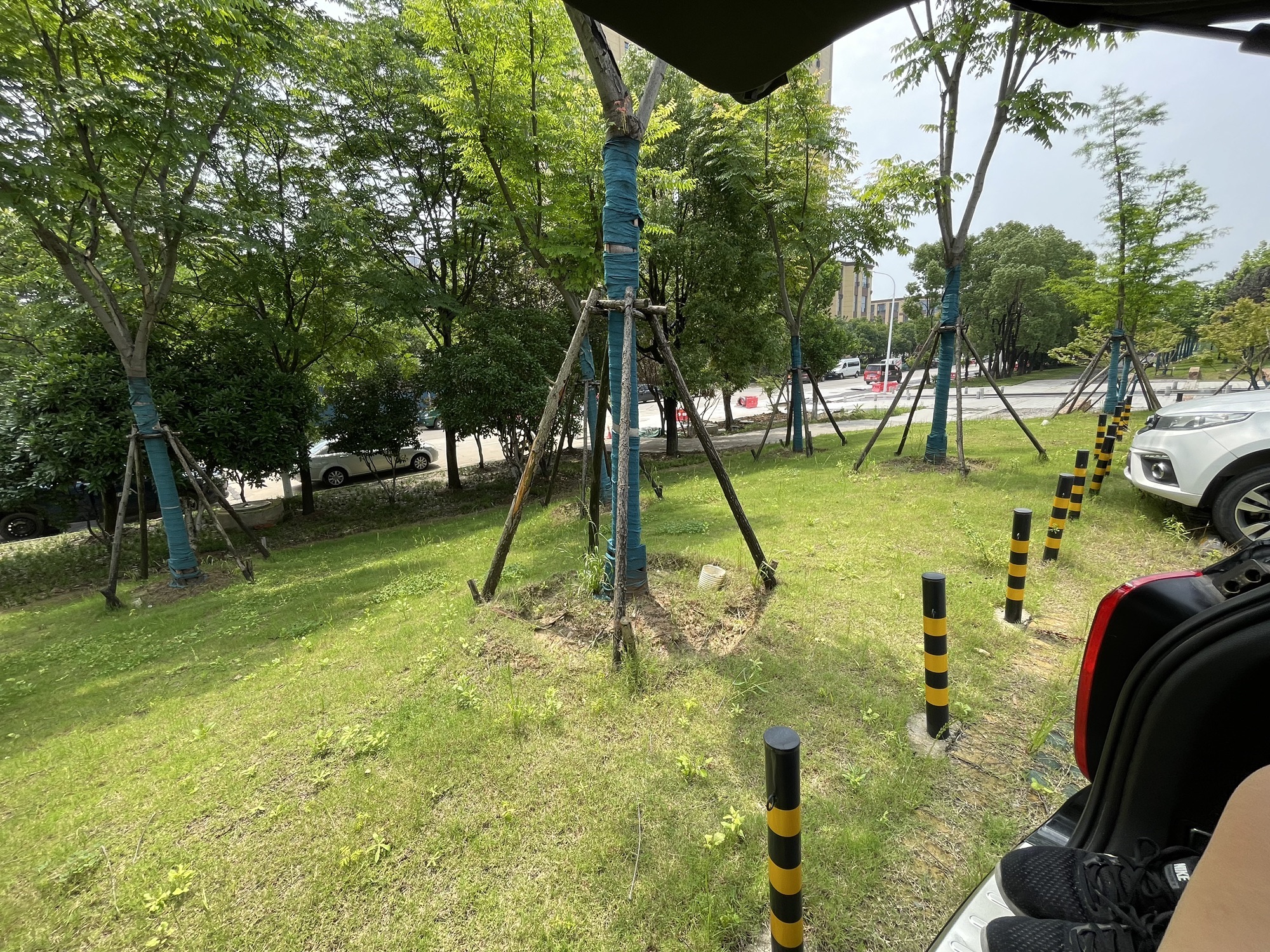 白马泾公园旅行图片 3