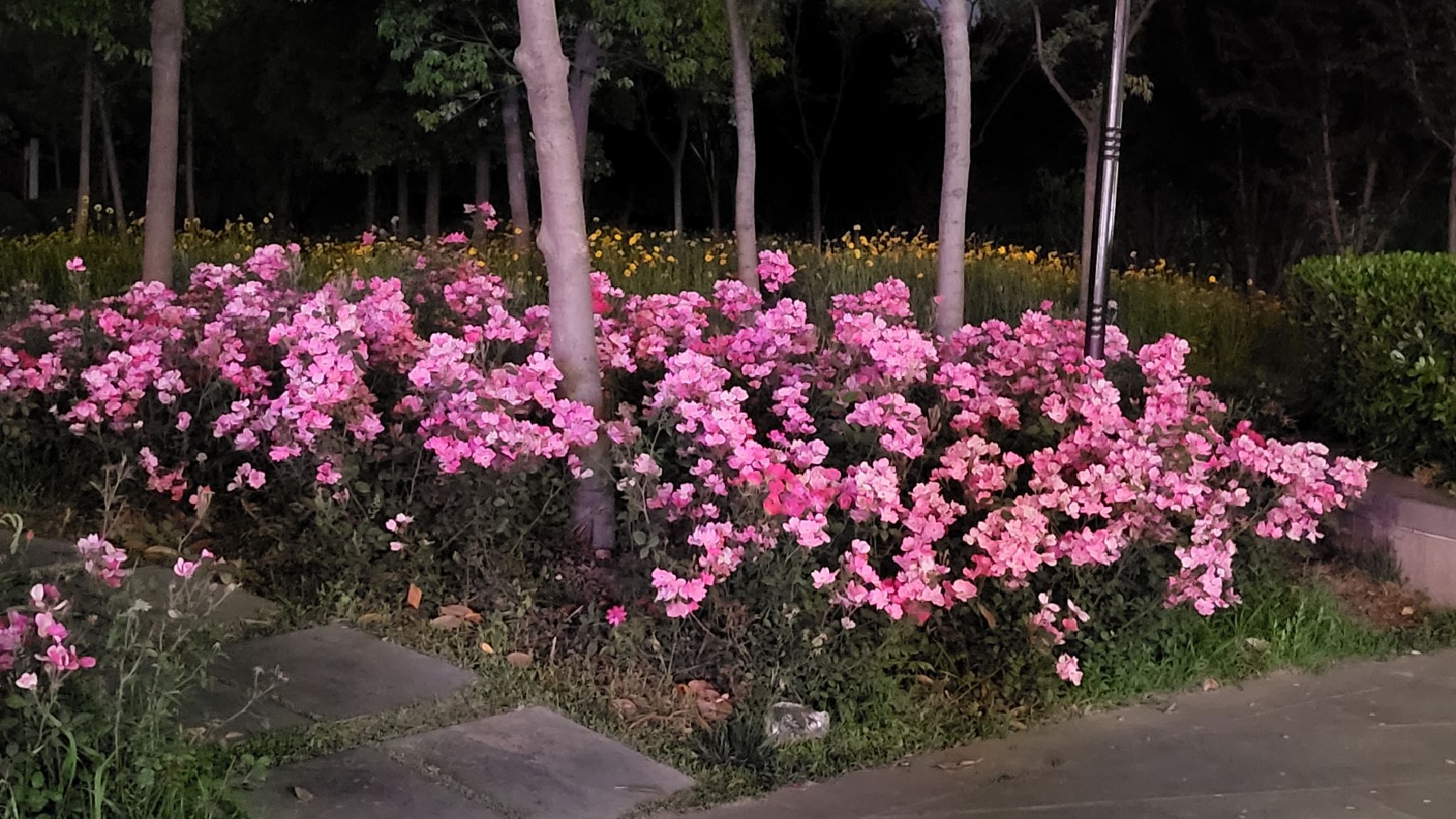 龙泉公园旅行图片 1