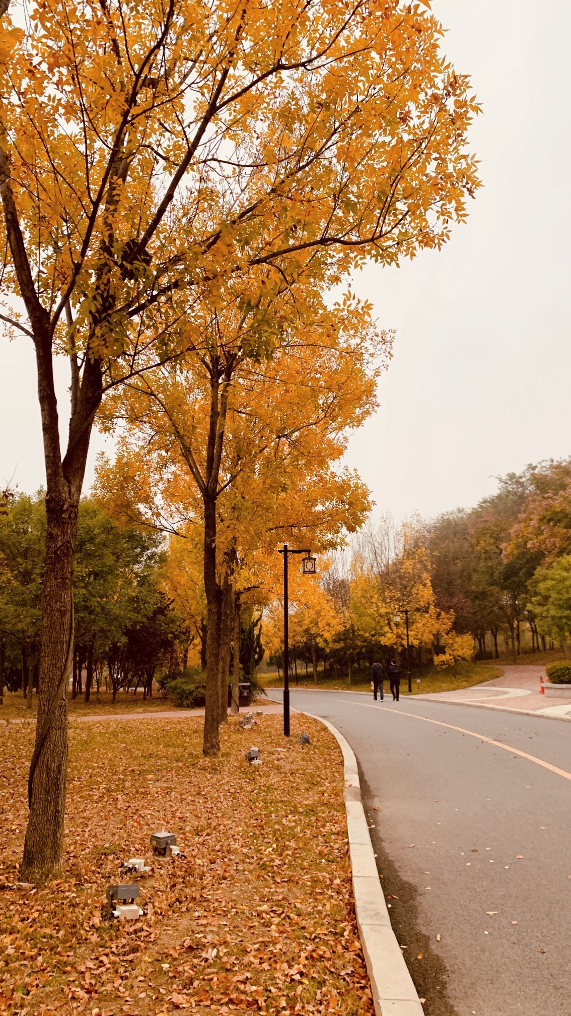 龙泉公园旅行图片 1
