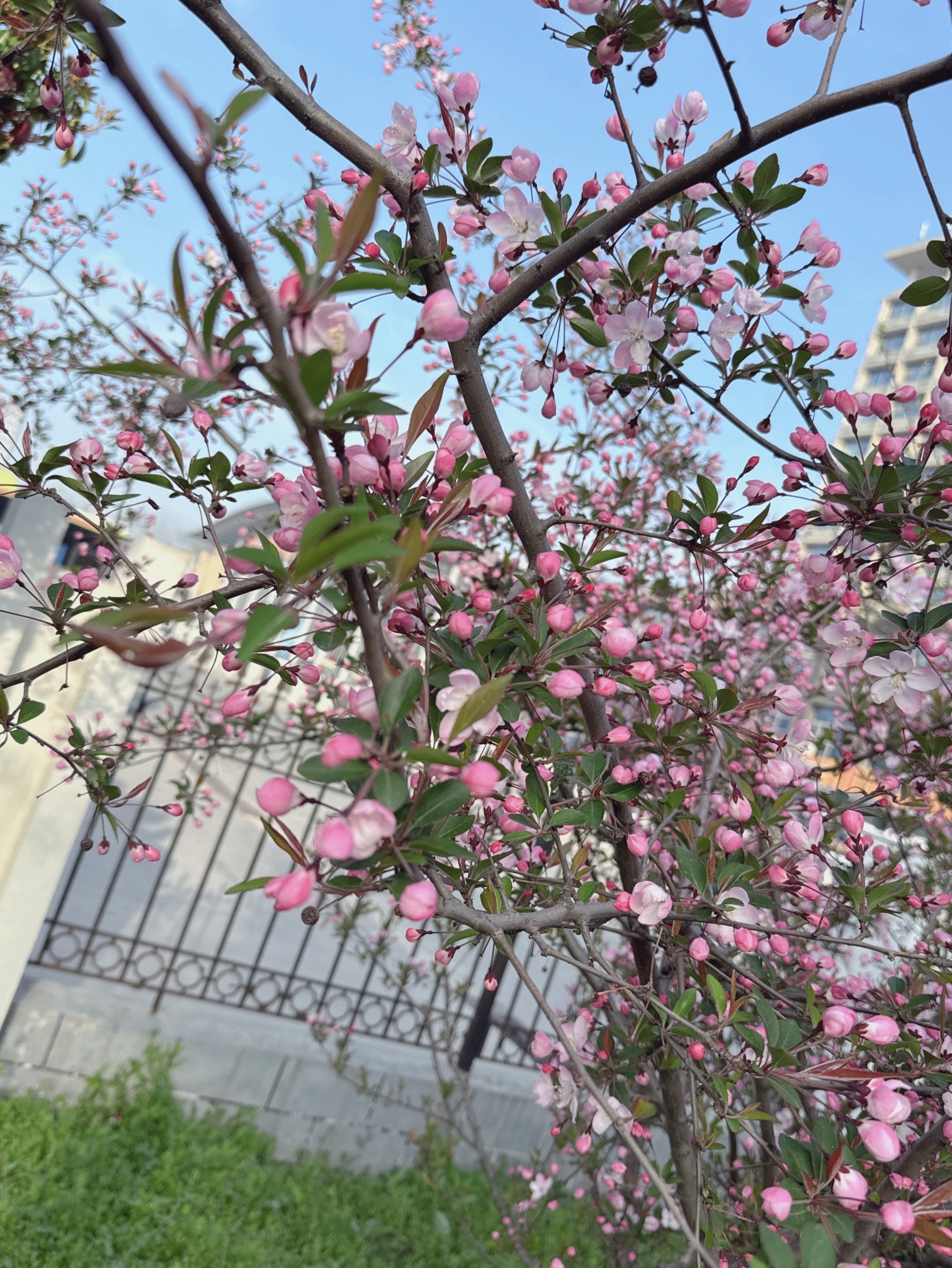 荷湖公园旅行图片 1