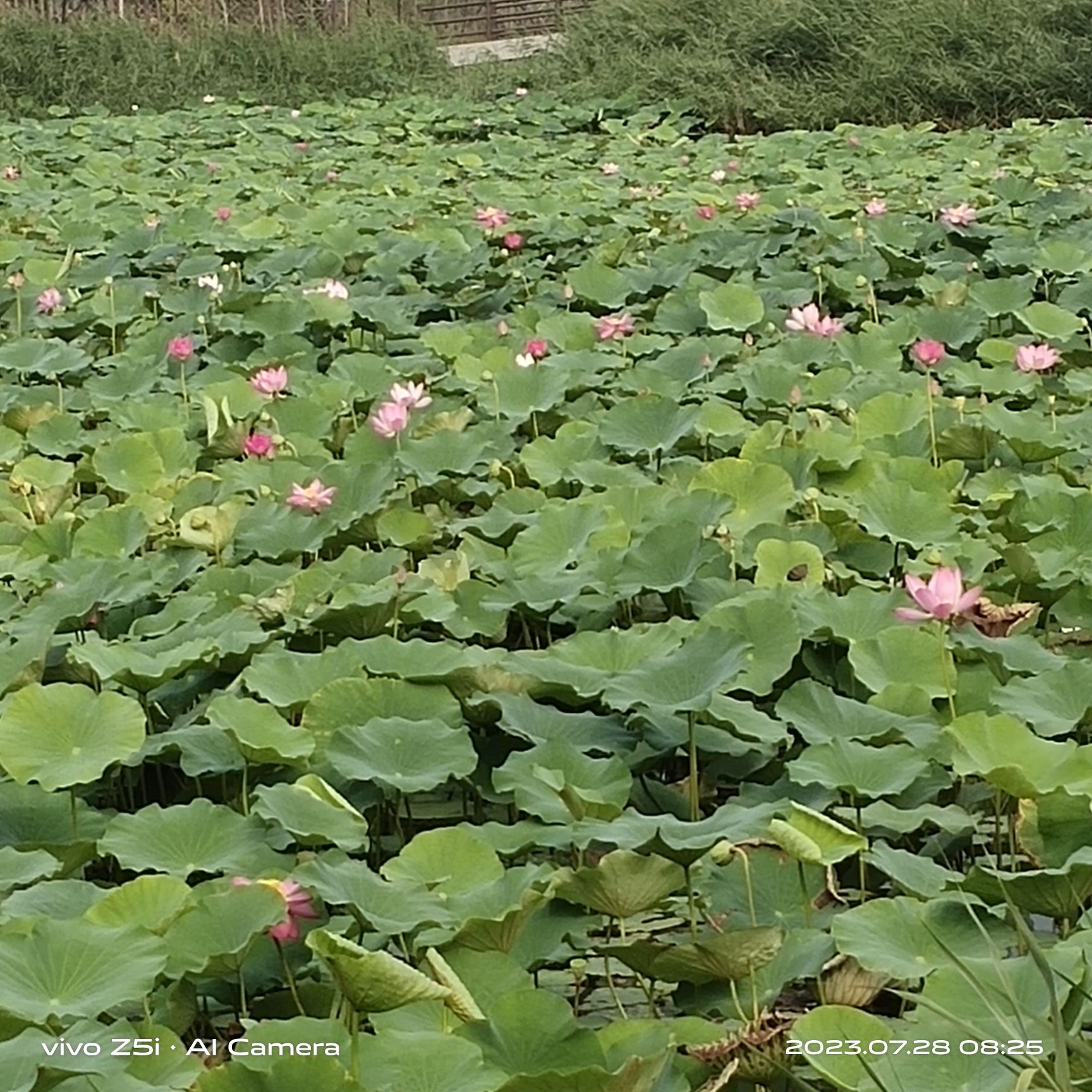 绿屏·八里湾·观景台(暂停开放)旅行图片 3