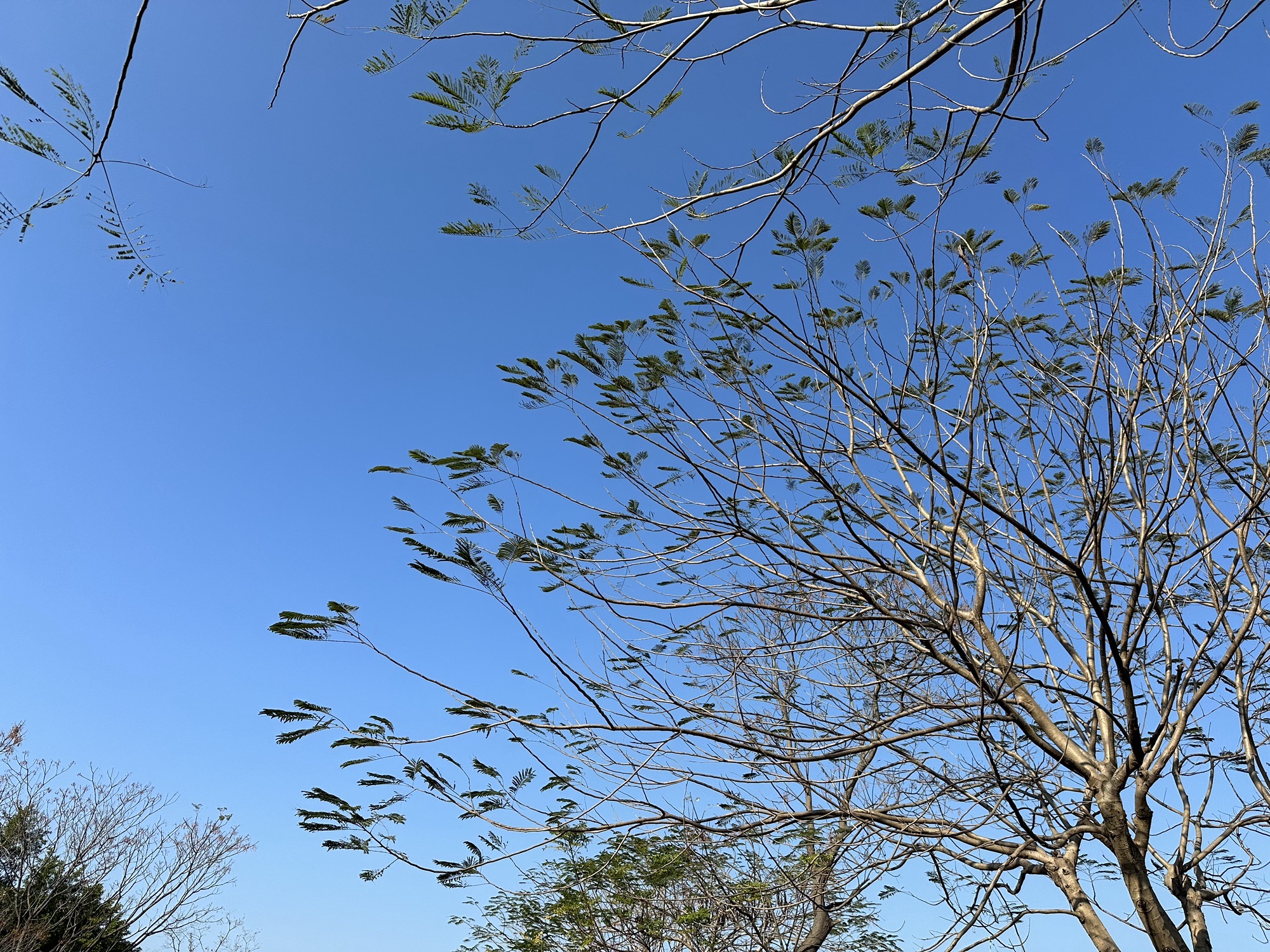 白鹭岛公园旅行图片 1